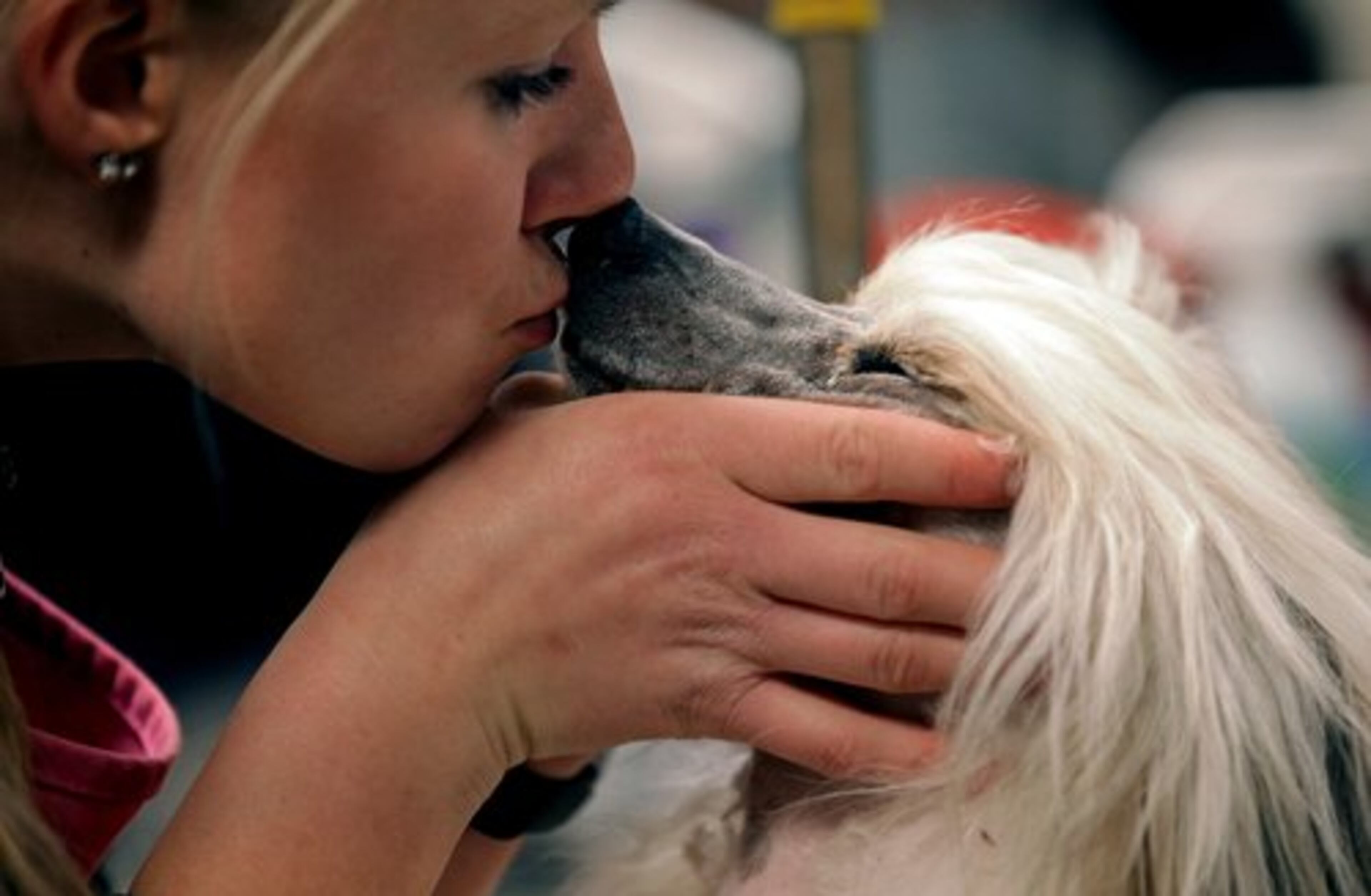 Owner and handler Anna Carlsson, of Sweden, kisses her Chinese Crested dog named Prefix.