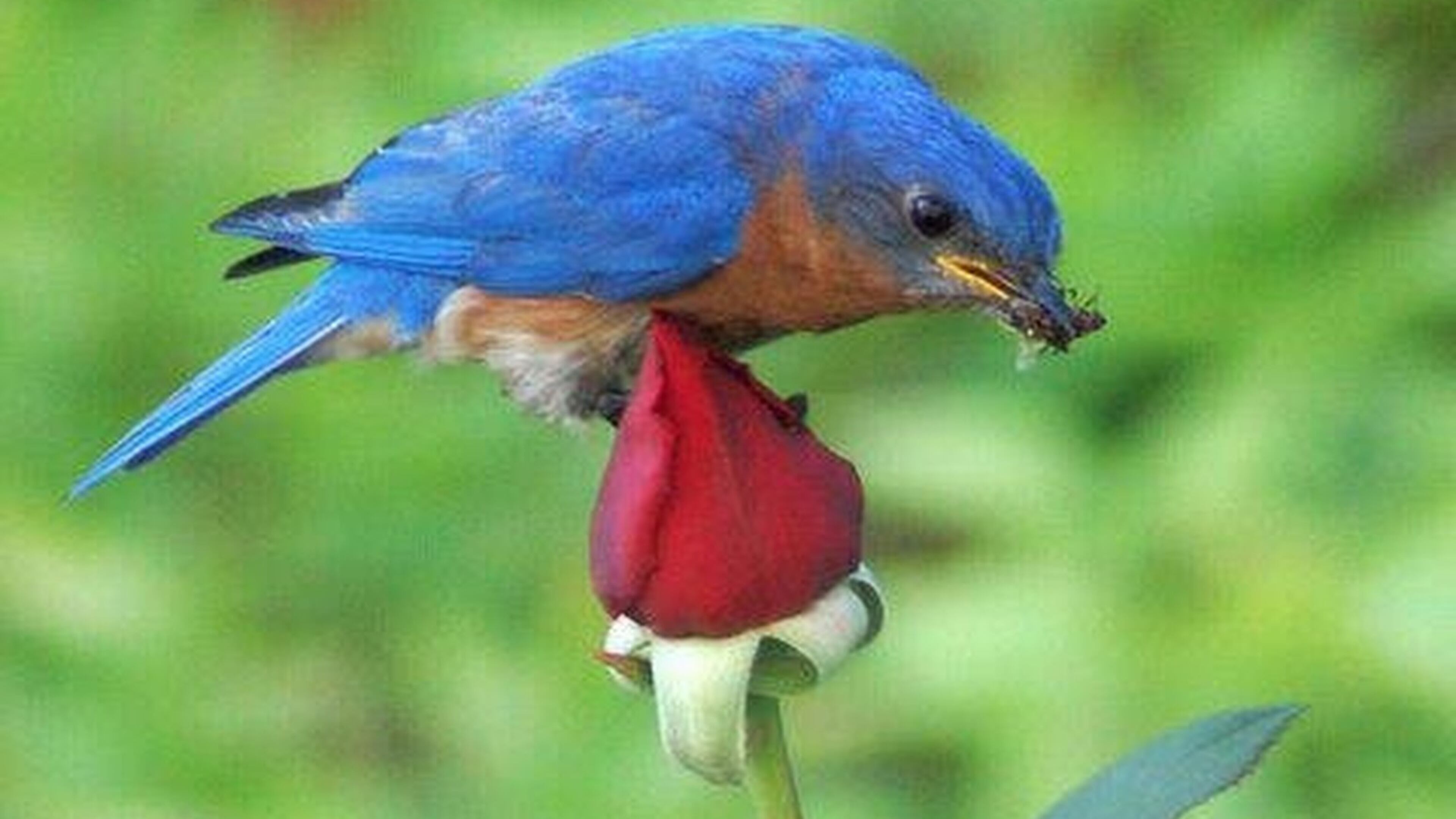 “I took this picture a few years ago from the kitchen window at our house in Douglasville,” wrote Lynn Mobley. “Daddy Blue was waiting patiently for his turn to feed his babies. This rosebush was about three feet from the bird house.”