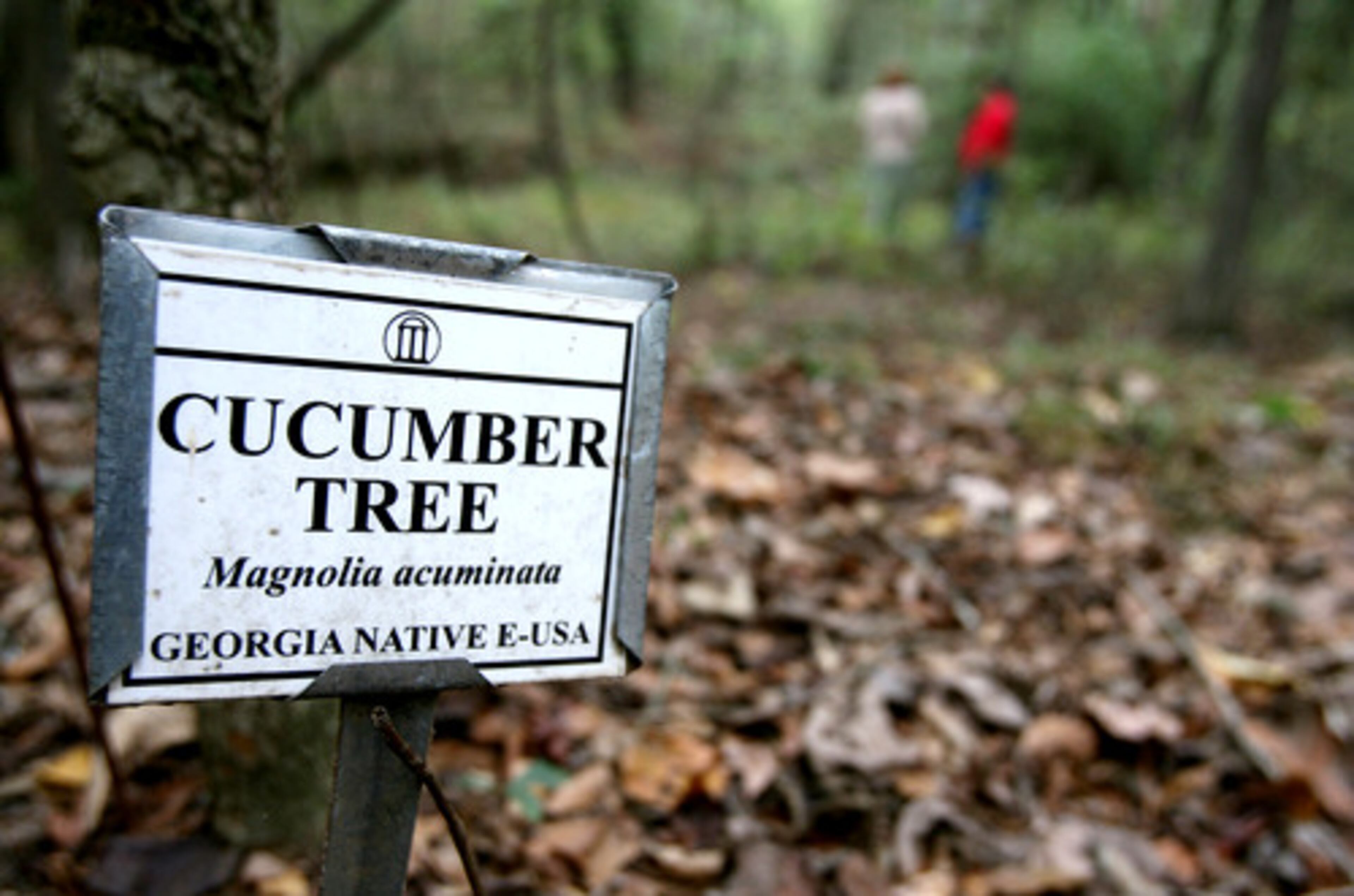 Several miles of color-coded trails provide walking access to the collections and other parts of the forest.