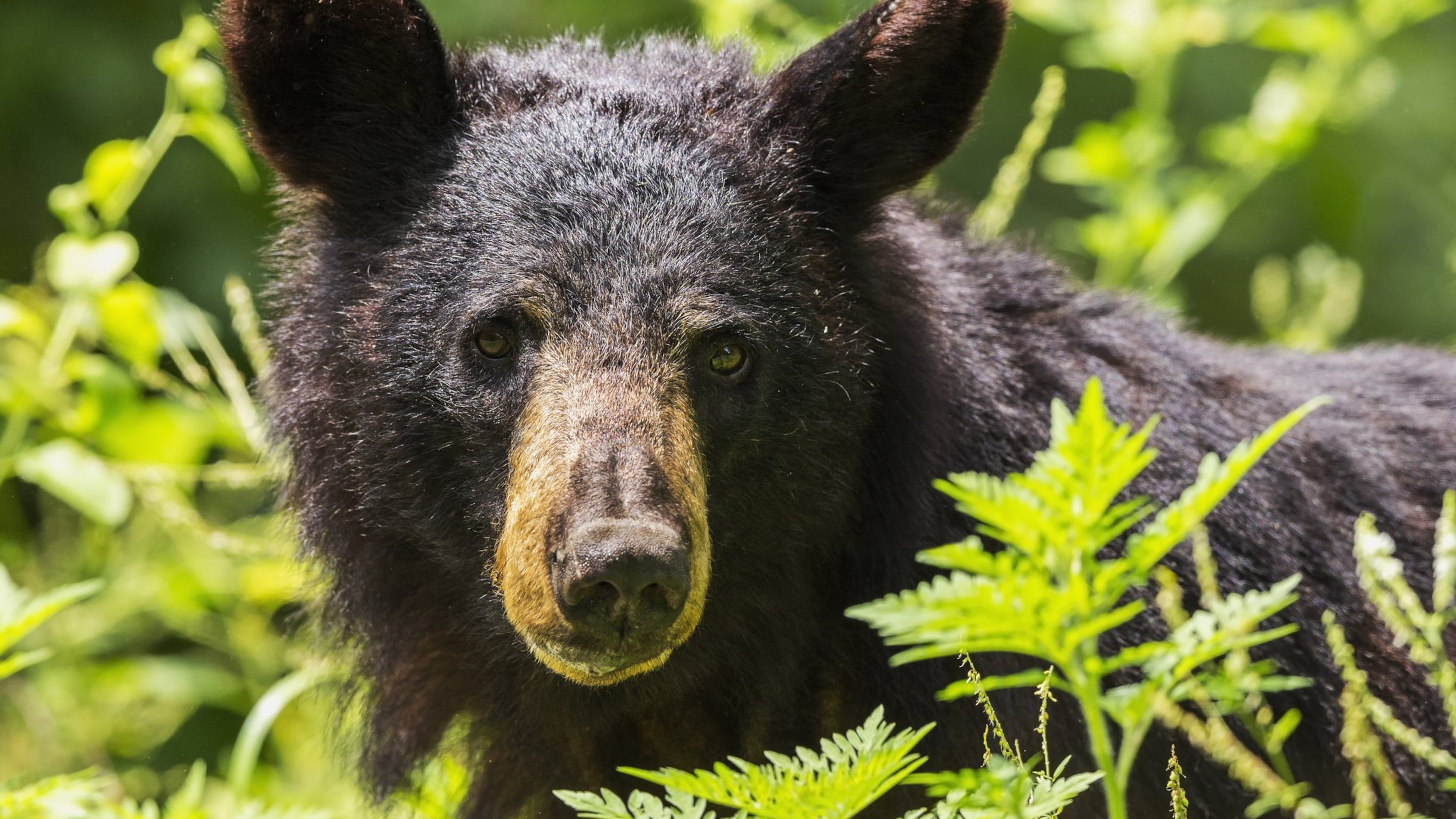 A black bear is one of several hundred that roam Shenandoah National Park, a steep increase from only two bears found in the park in 1937. Photo by National Park Service/Neil Lewis