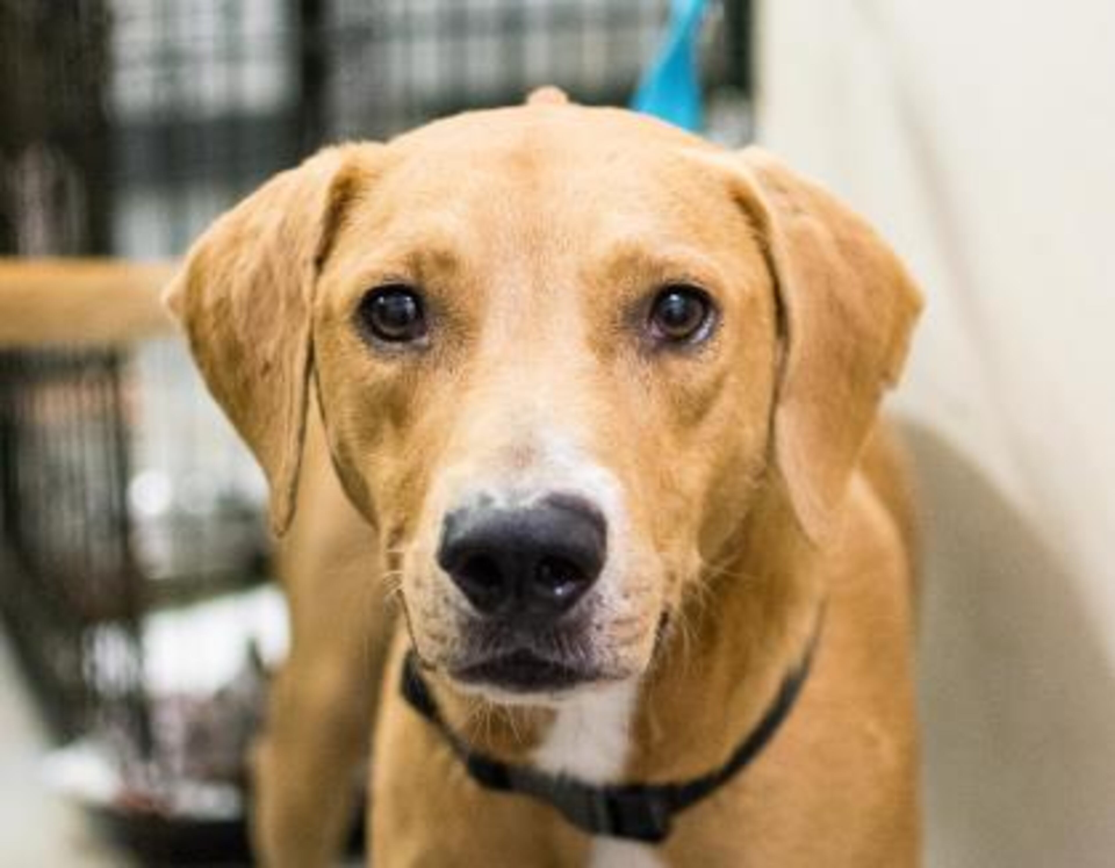 Photos courtesy of DeKalb County Animal Shelter