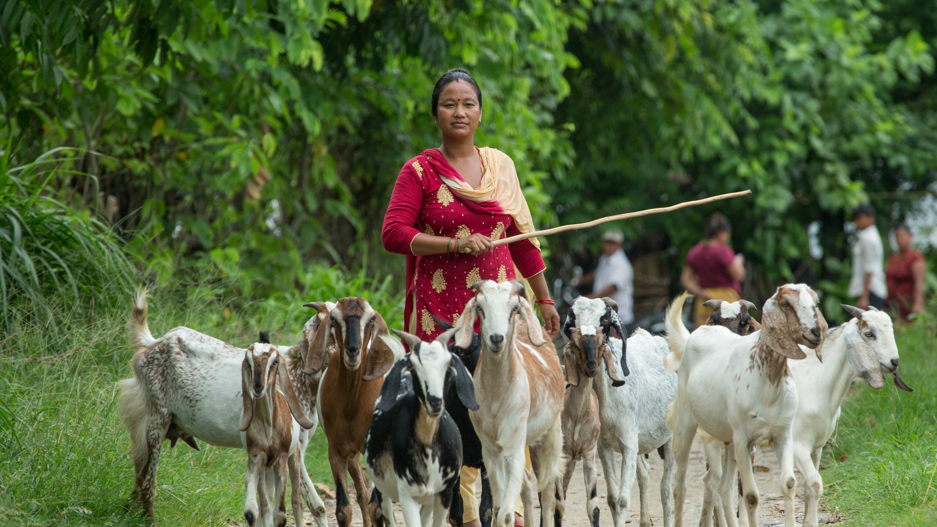 Uma Sinjali Magar walks with her goats in the Chitwan district of Nepal. CONTRIBUTED: HEIFER INTERNATIONAL