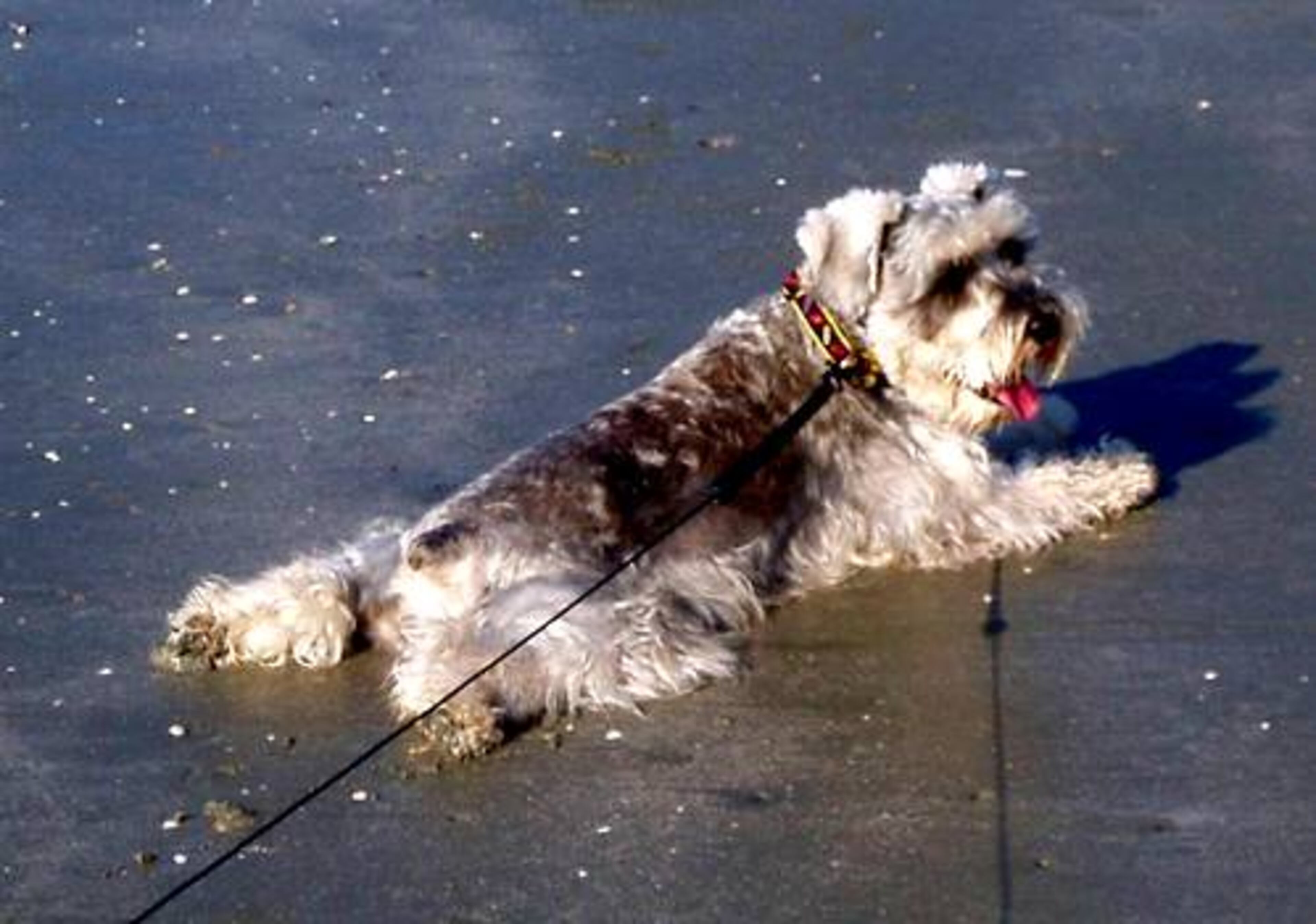Sophie loves the beach. Water, not so much.