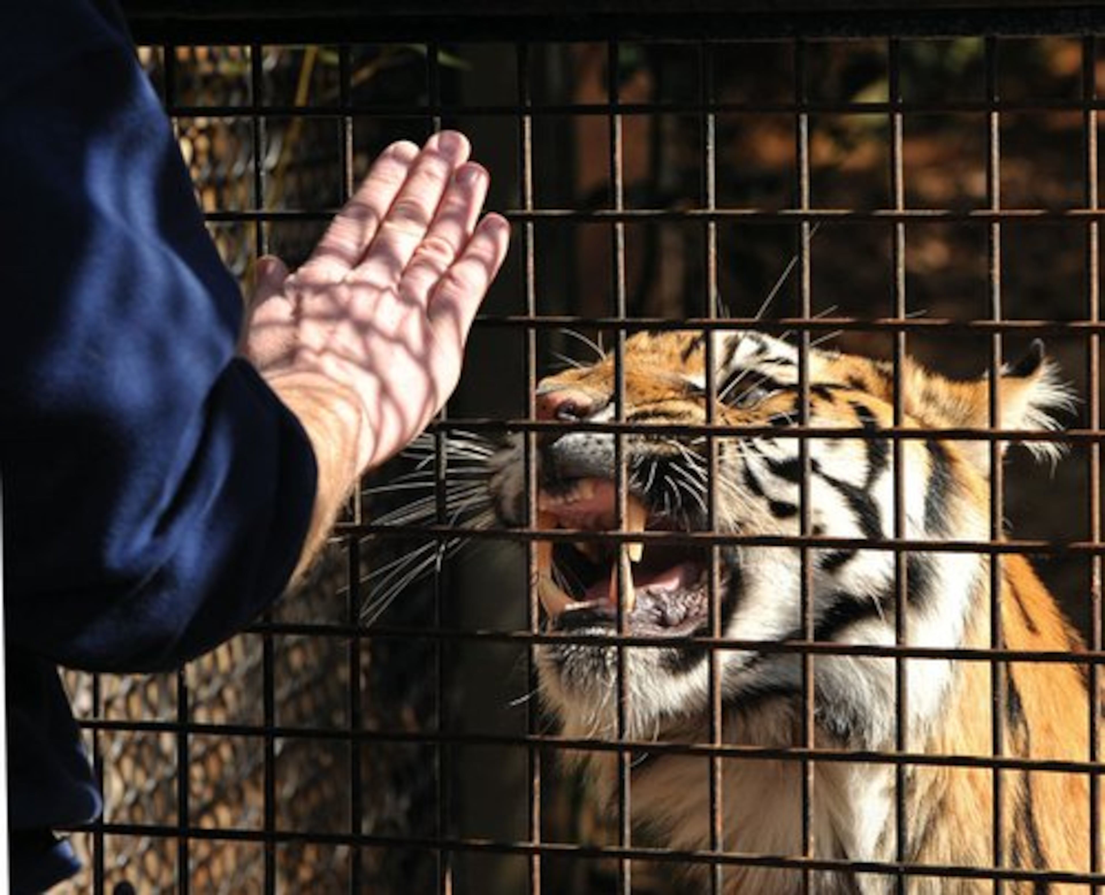 Zoo Atlanta is starting a new program where visitors can watch a tiger feeding and other training events.