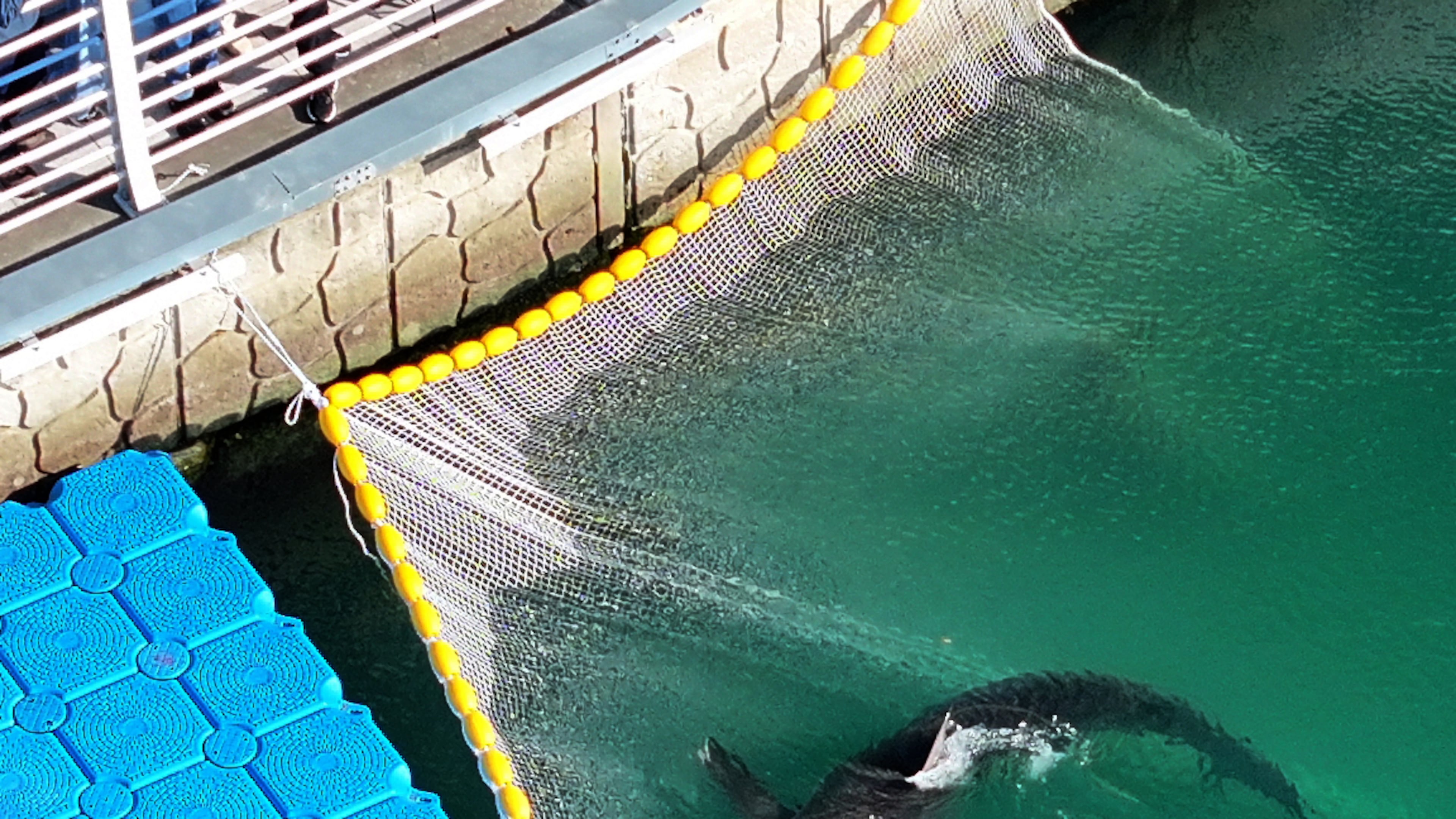 A shark is stuck in guiding nets connected to floating pontoons installed on the waterway of North Port Waterfront Park in Busan, South Korea, Wednesday, Oct. 21, 2026. (Son Hyung-joo/Yonhap via AP)