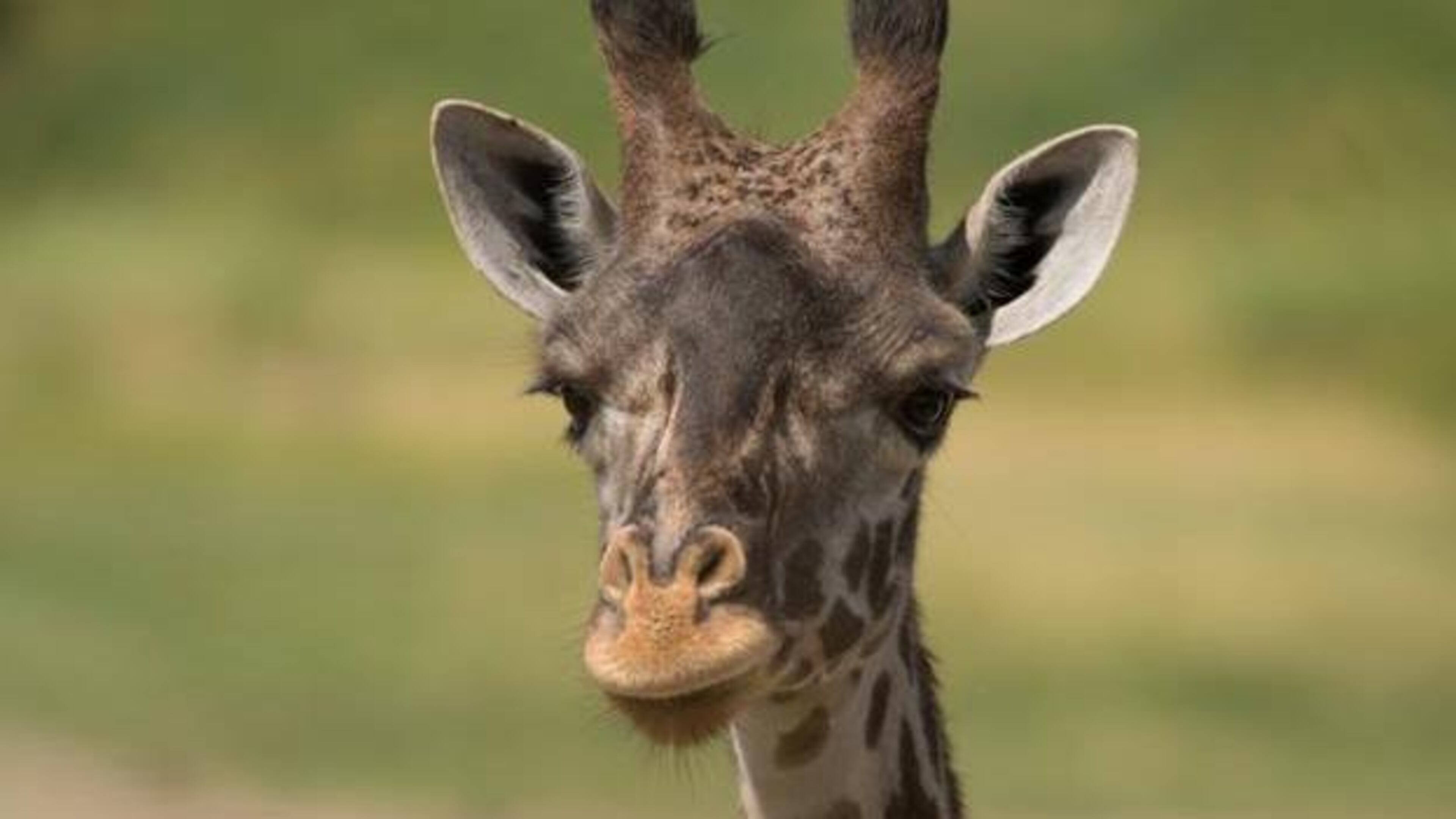 Cami, the mother of a Masai giraffe calf that died earlier in the week after birth complications, died Saturday. (Photo: Columbus Zoo)