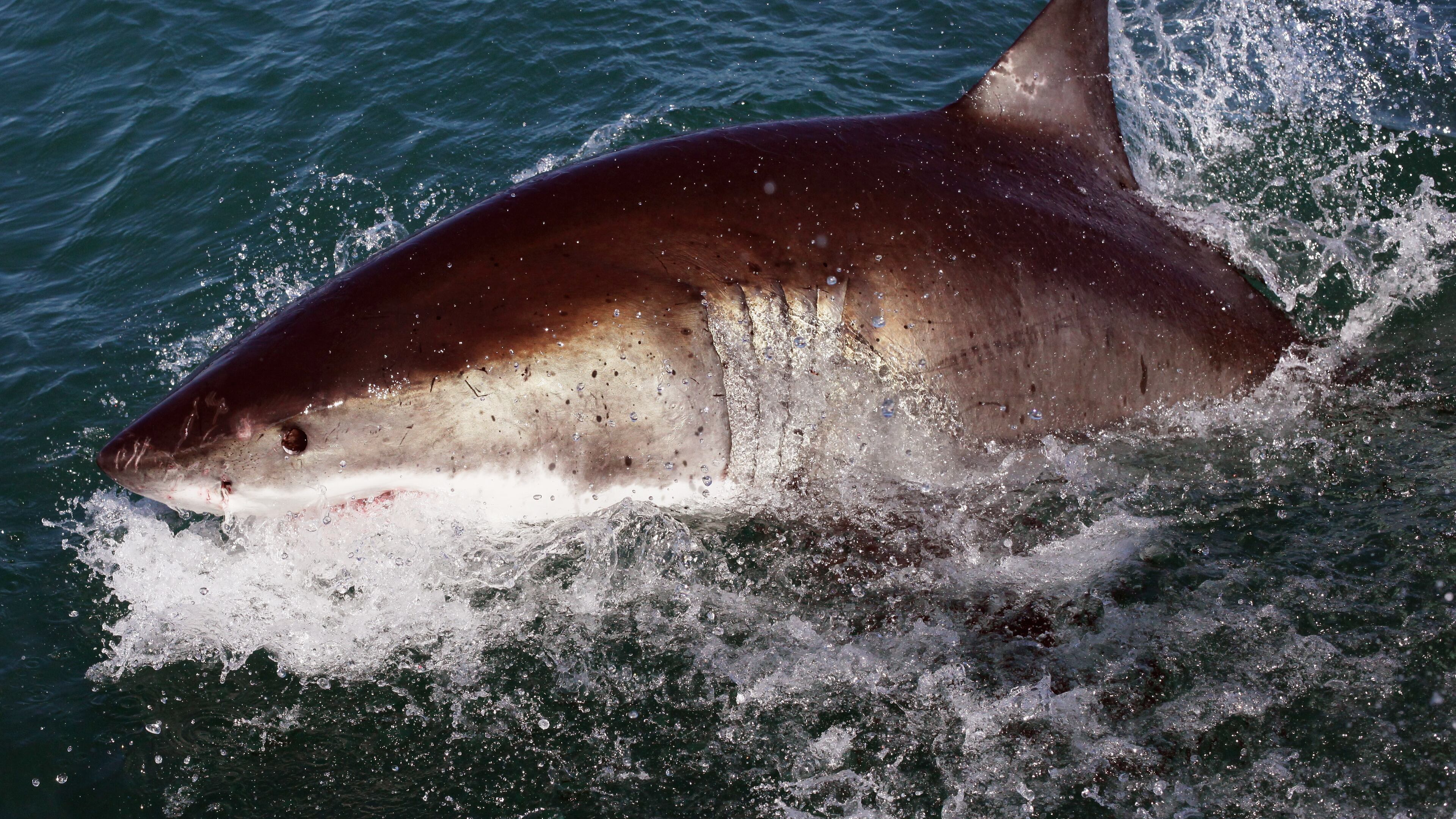 (Photo by Dan Kitwood/Getty Images)