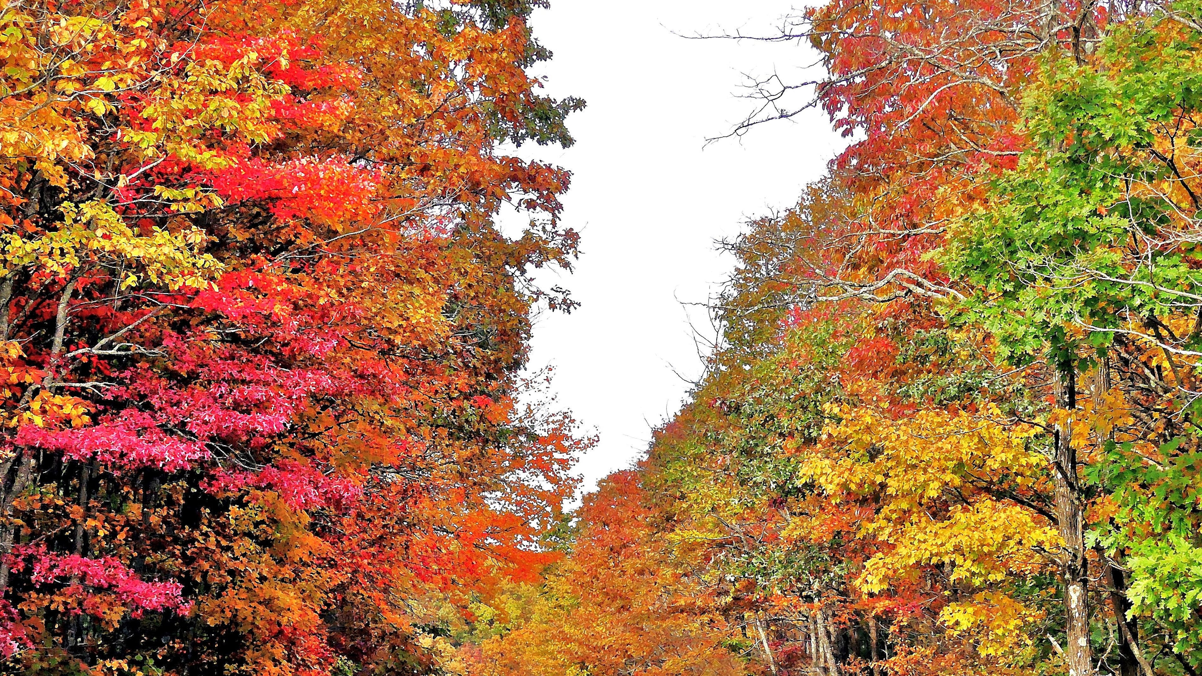 A view in early November 2025 of fall leaf color along the Richard B. Russell Scenic Highway running through the Chattahoochee National Forest in Union County. (Charles Seabrook/AJC)