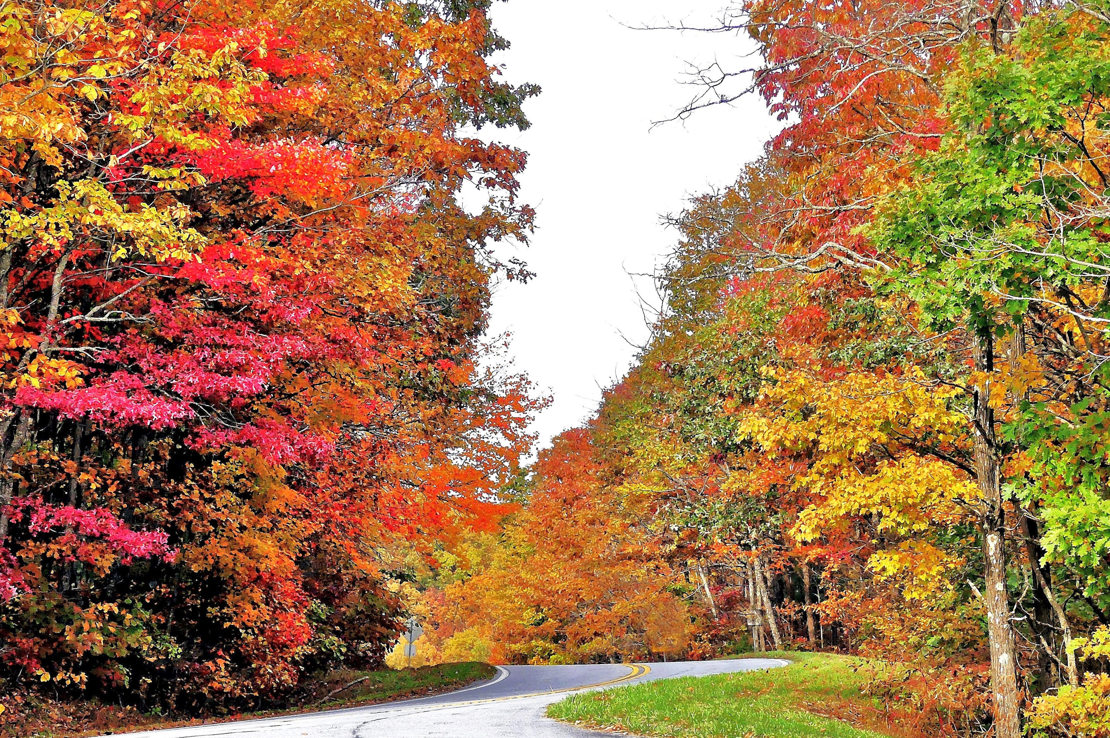 Fall color along Richard Russell Scenic Highway