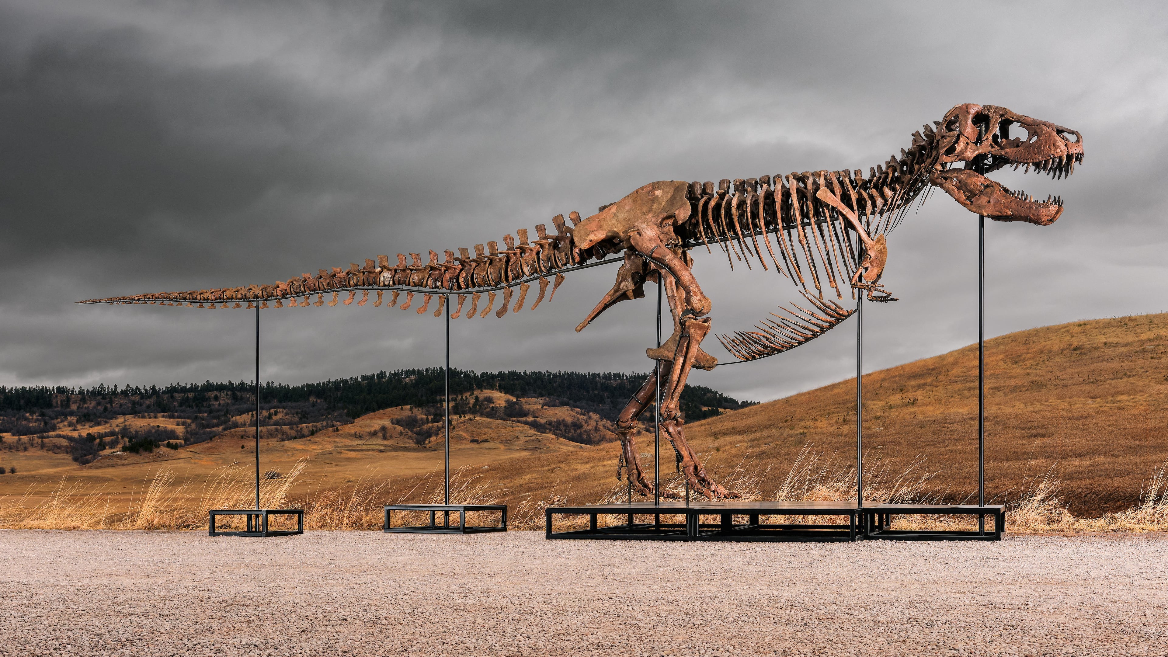 This undated photo provided by Sotheby's on Tuesday, July 14, 2026, shows "Gus," one of the largest and most complete Tyrannosaurus rex specimens ever discovered. (Matthew Sherman/Sotheby's via AP)