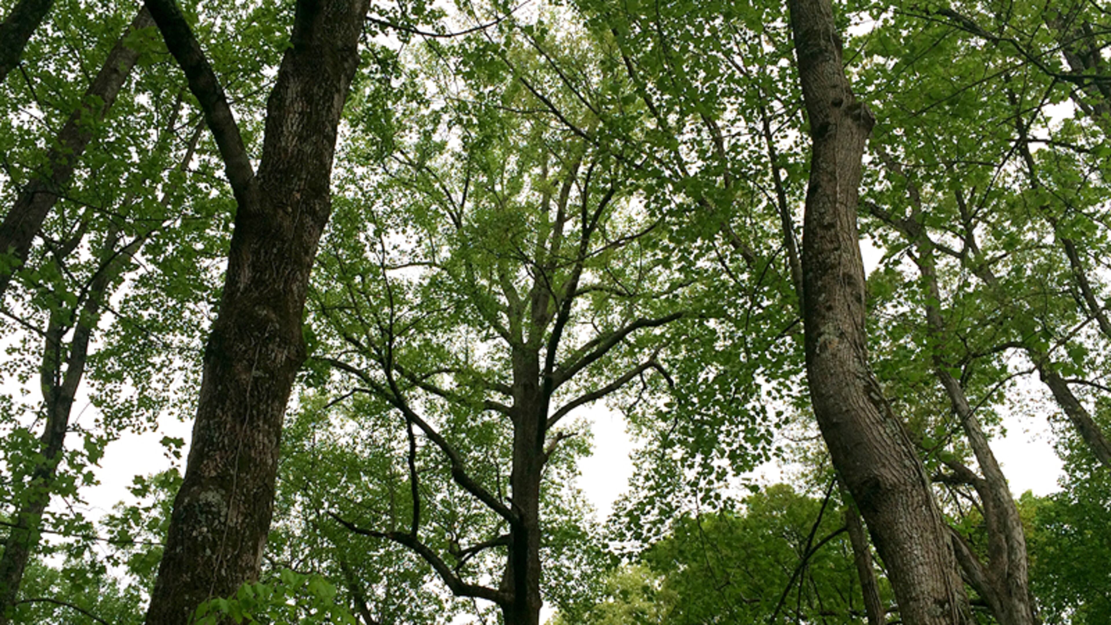 A Sandy Springs homeowner can obtain up to three trees free for their front yards through NeighborWoods, a tree-planting initiative involving the city and Trees Atlanta. AJC FILE