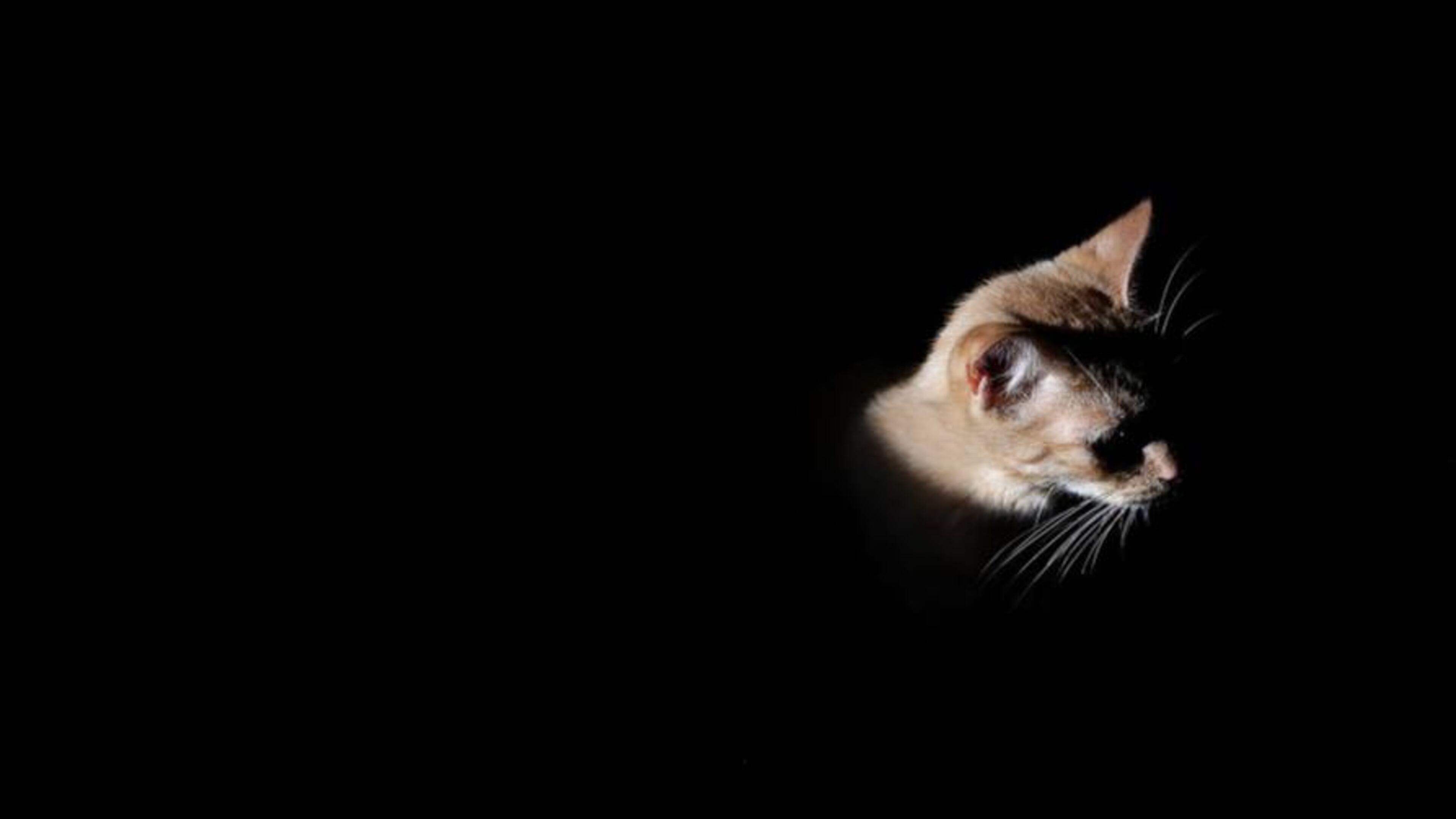 File photo. (Photo by Justin Sullivan/Getty Images)