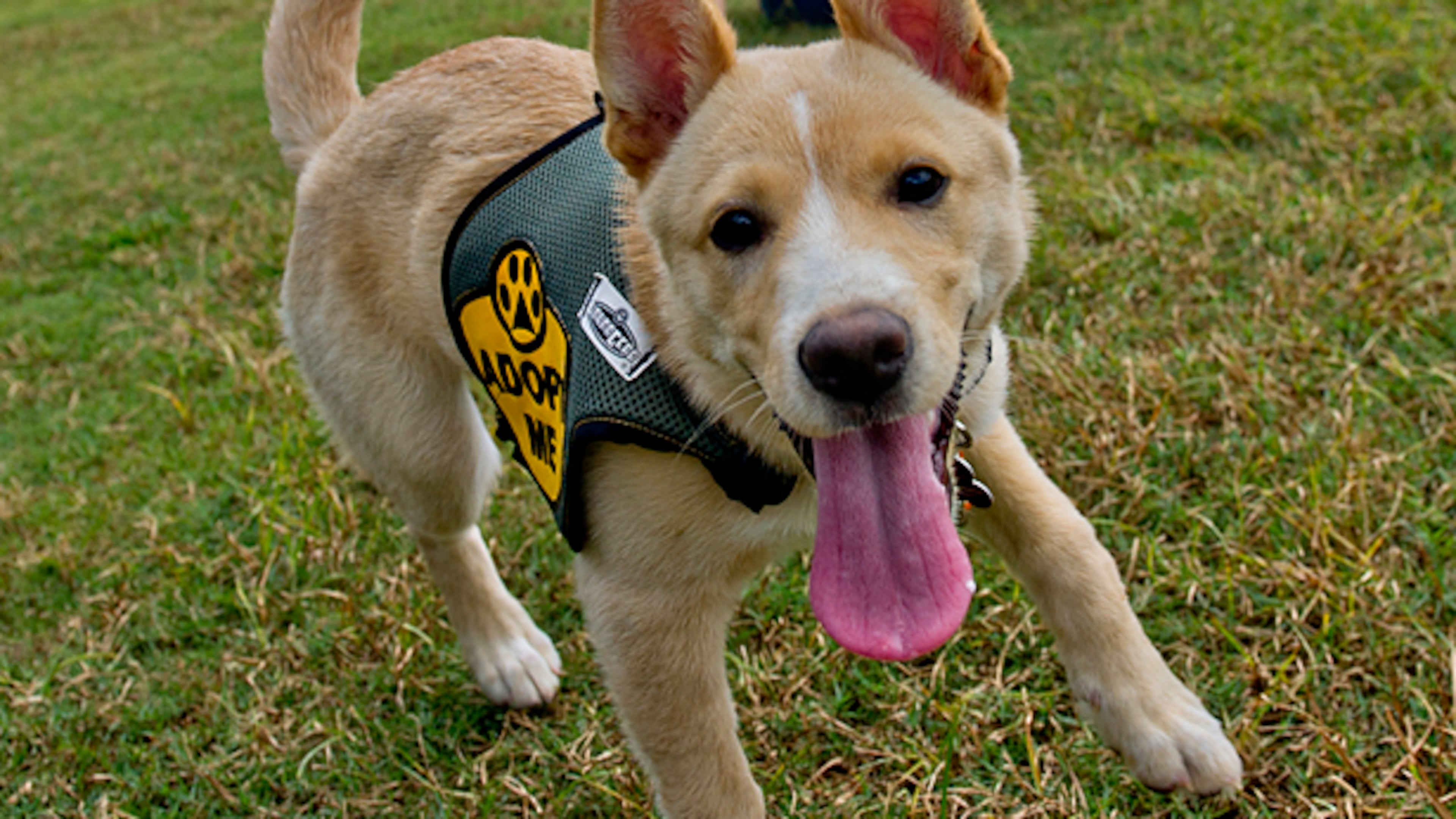 August 30, 2014 Atlanta - Luna, a golden-husky mix, is walked by Chelsea Crenshaw during the Dog Days of Summer event outside of Park Tavern at Piedmont Park in Atlanta on Saturday, August 30, 2014. Organized by Releash Atlanta, the adoption day event was looking to find homes for over 100 dogs from 14 different rescue organizations. JONATHAN PHILLIPS / SPECIAL