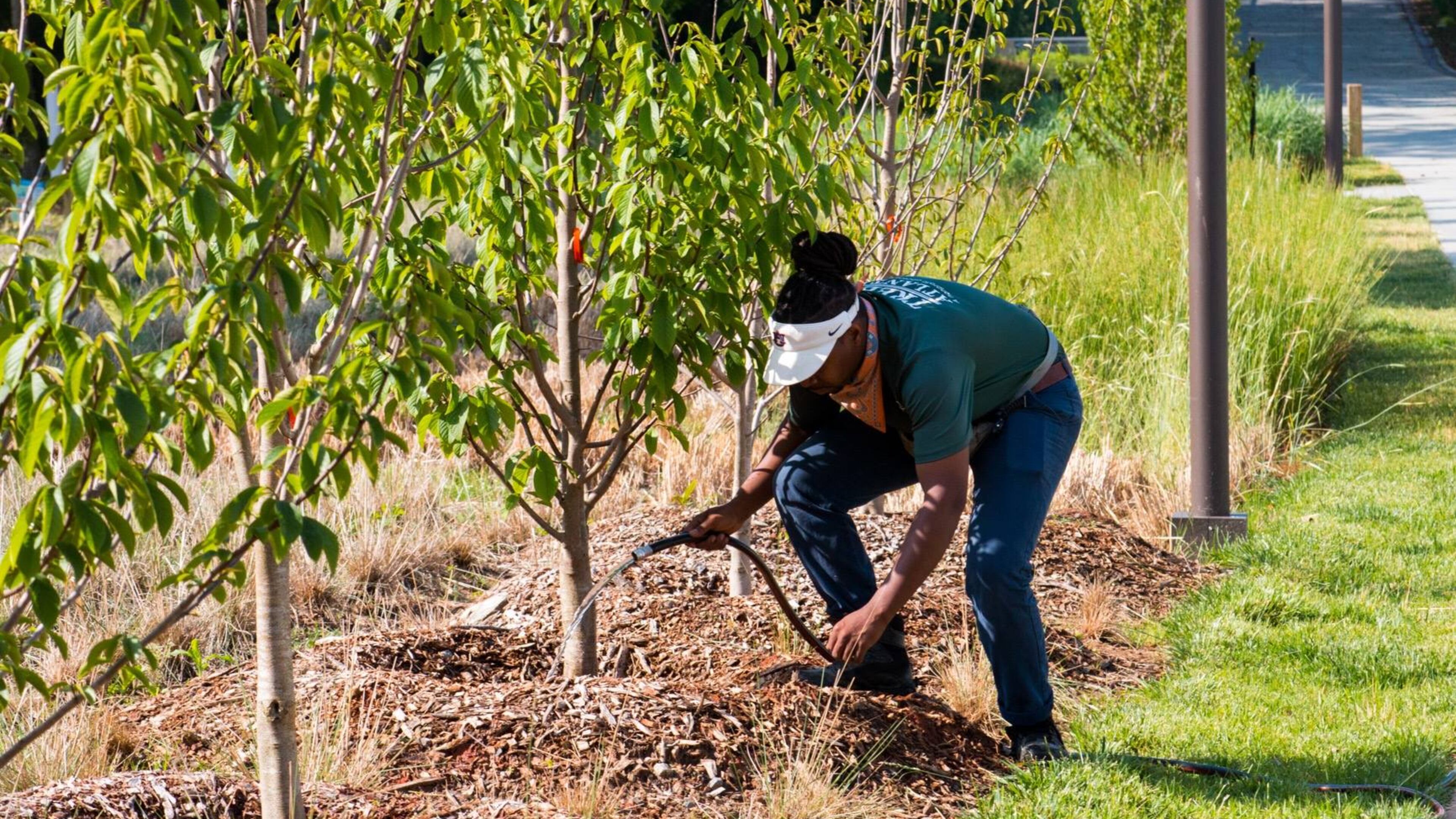 Sandy Springs has been partnering since the 2018-2019 planting season with Trees Atlanta, Inc. to provide front yard trees free of charge to residential property owners. (Courtesy Trees Atlanta)