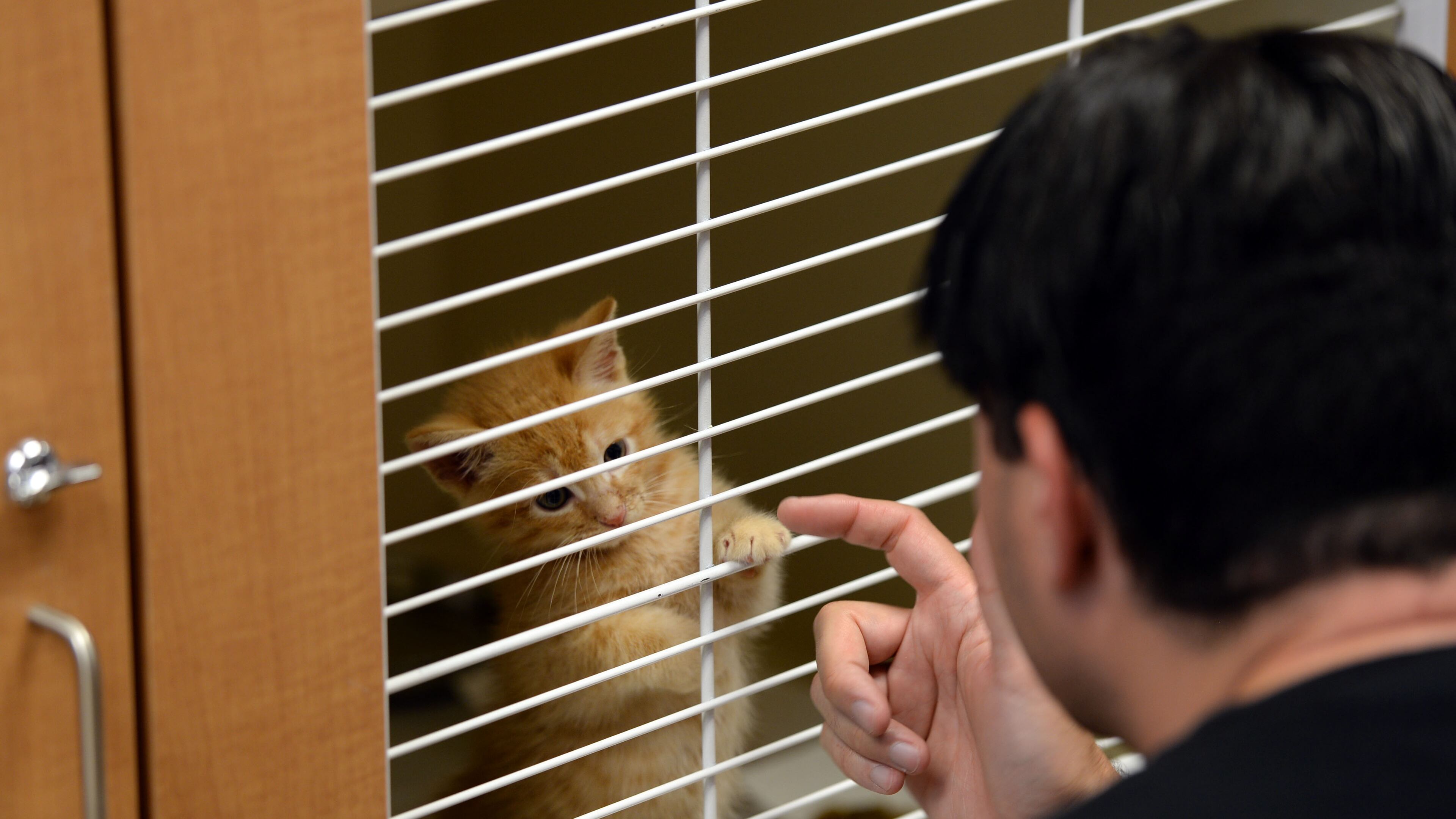 Matt Friedman of Atlanta, interacts with Apricot, a shorthair mixed kitty at a shelter.
