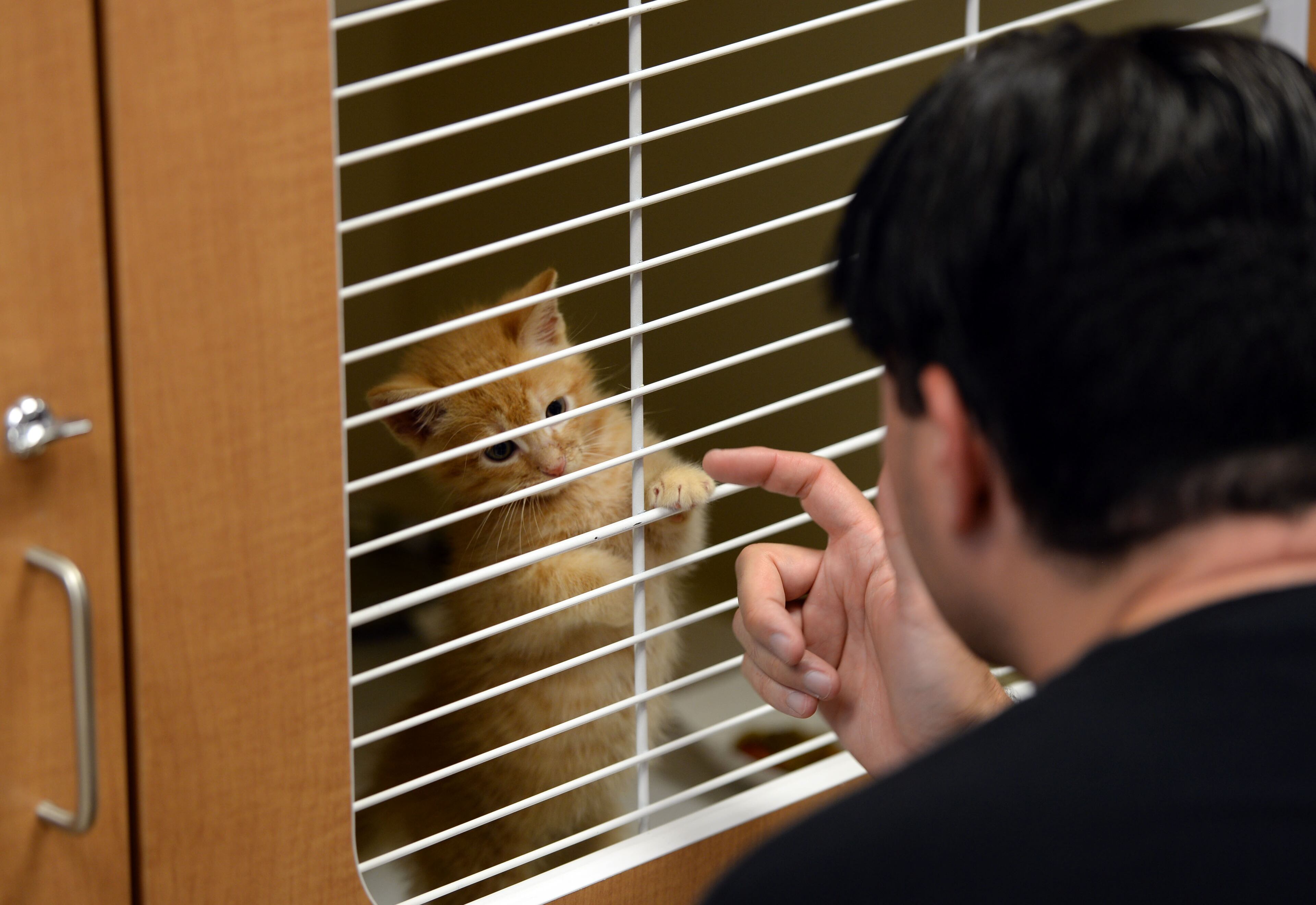 JULY 26, 2017 CHAMBLEE Matt Friedman of Atlanta, interacts with Apricot, a shorthair mixed kitty at the shelter. DeKalb County officials, animal advocates and members of the public attend the opening of the county's new $12 million DeKalb animal shelter Wednesday, July 26, 2017. The shelter is replacing a run-down facility that was once labeled a âchamber of horrors,â where most animals didnât make it out alive.
The long-awaited animal shelter is opening after years of complaints that cats and dogs were kept in poor conditions, including bug infestations and mold. The shelter, located near DeKalb-Peachtree Airport, can hold more than 400 animals who are anxiously waiting to be adopted. The 33,440-square-foot building includes 12 adoption rooms, a clinic with spay and neuter services, a surgery room and a lab area. KENT D. JOHNSON / AJC
