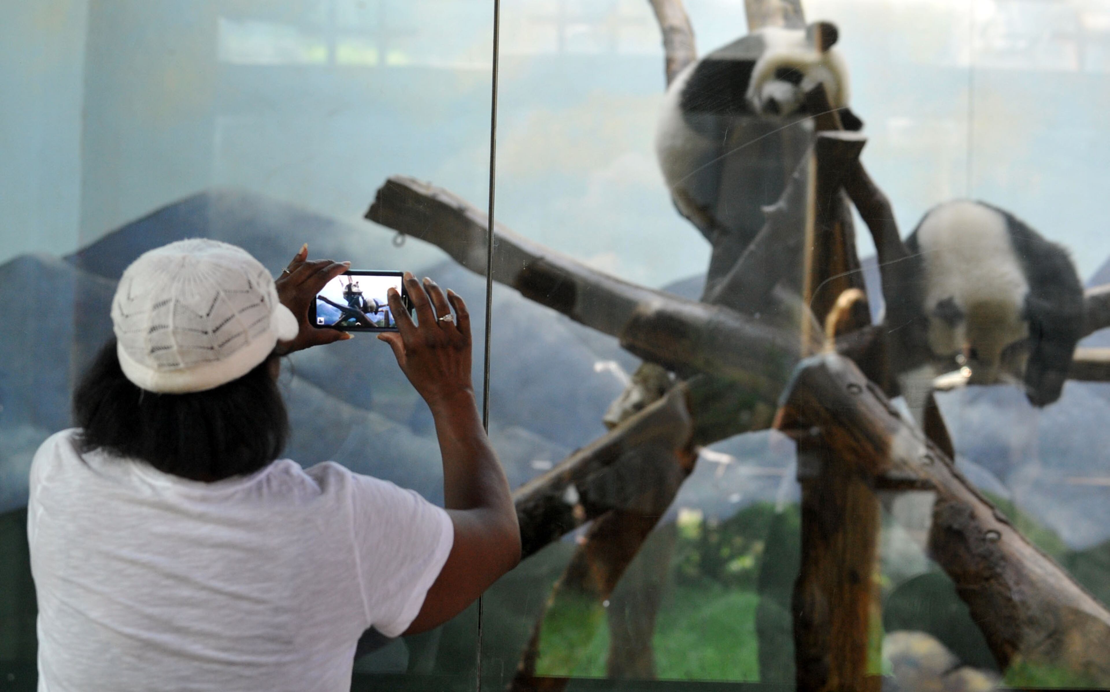 A woman takes photos as giant panda twins Mei Lun (top) and Mei Huan rest in their enclosure at Zoo Atlanta, Wednesday, July 9, 2014. Born at 6:21 p.m. and 6:23 p.m. on the evening of July 15, 2013, Mei Lun and Mei Huan were the first giant pandas born in the U.S. in 2013 and are the only pair of surviving giant panda twins ever born in the U.S. The cubs are the fourth and fifth offspring of Lun Lun and Yang Yang; their older brothers, Mei Lan and Xi Lan, and older sister, Po, now reside at China's Chengdu Research Base of Giant Panda Breeding. KDJOHNSON/KDJOHNSON@AJC.COM