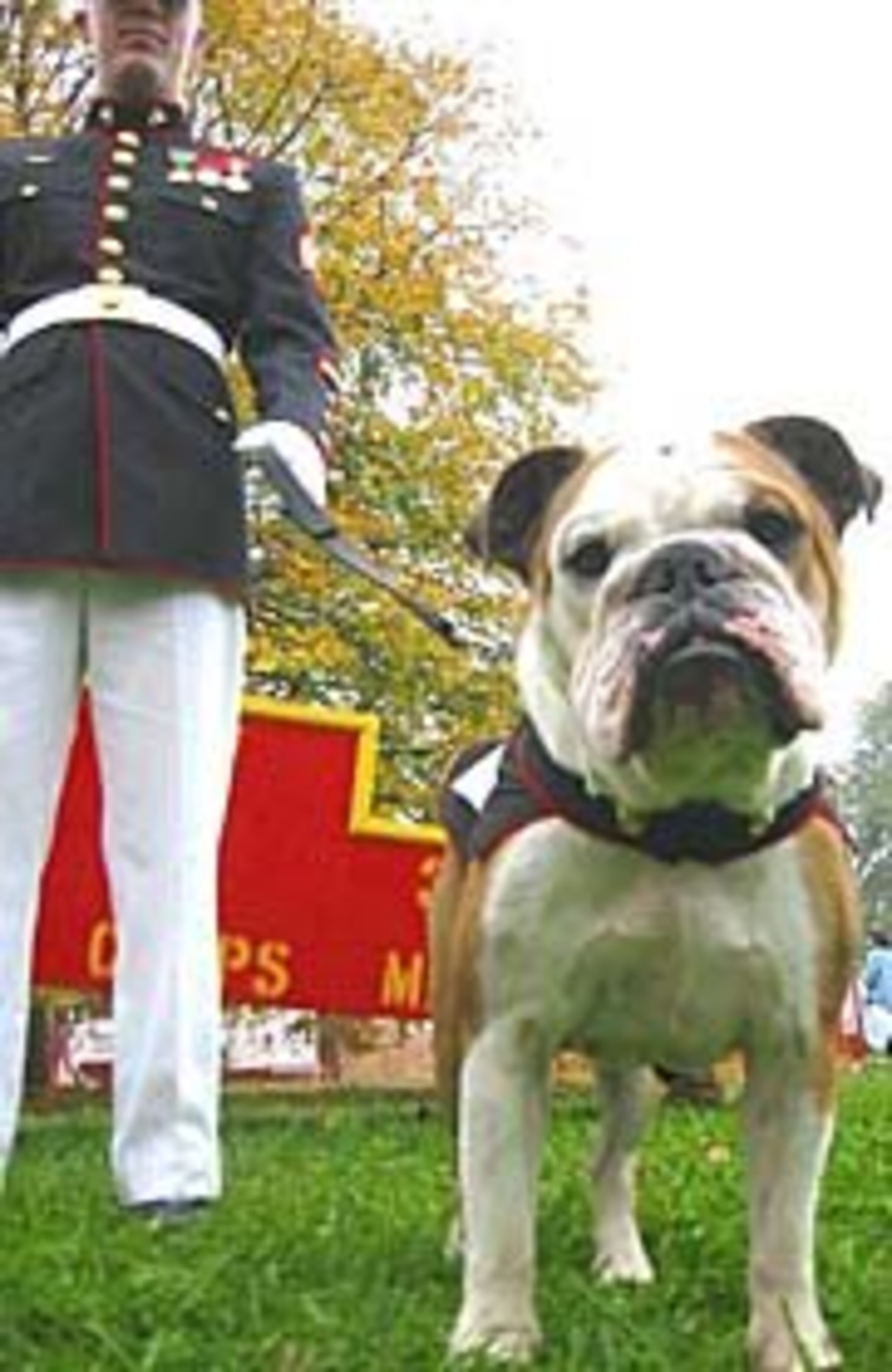 CHESTY, THE U.S. MARINE CORPS MASCOT: A Marine bulldog? He might be the toughest, grittiest and no-nonsense dog out there. According to the book "Warrior Culture of the U.S. Marines," during World War I many German reports had called the attacking Marines "teufel-hunden," meaning Devil-Dogs. Soon after, the Marines adopted the bulldog to personify the image.