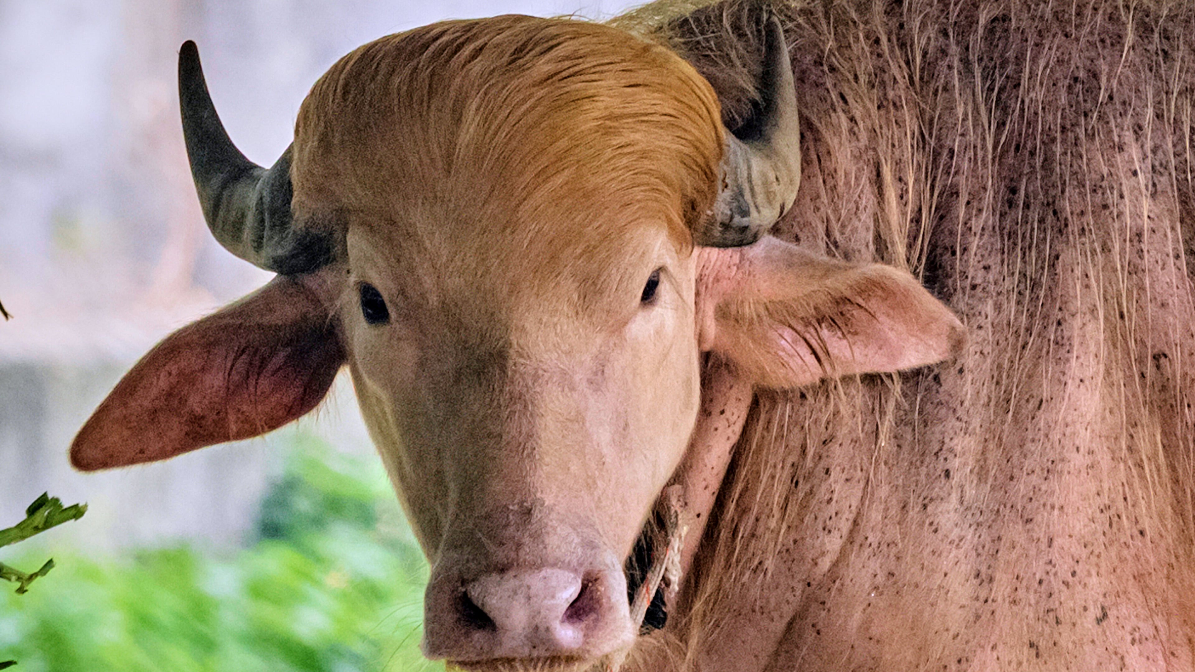 A rare albino buffalo fondly named after Donald Trump for its distinctive blond tuft kept in an enclosure at the national zoological park, in Dhaka, Bangladesh, Friday, May 29, 2026. (AP Photo/Rajib Dhar)