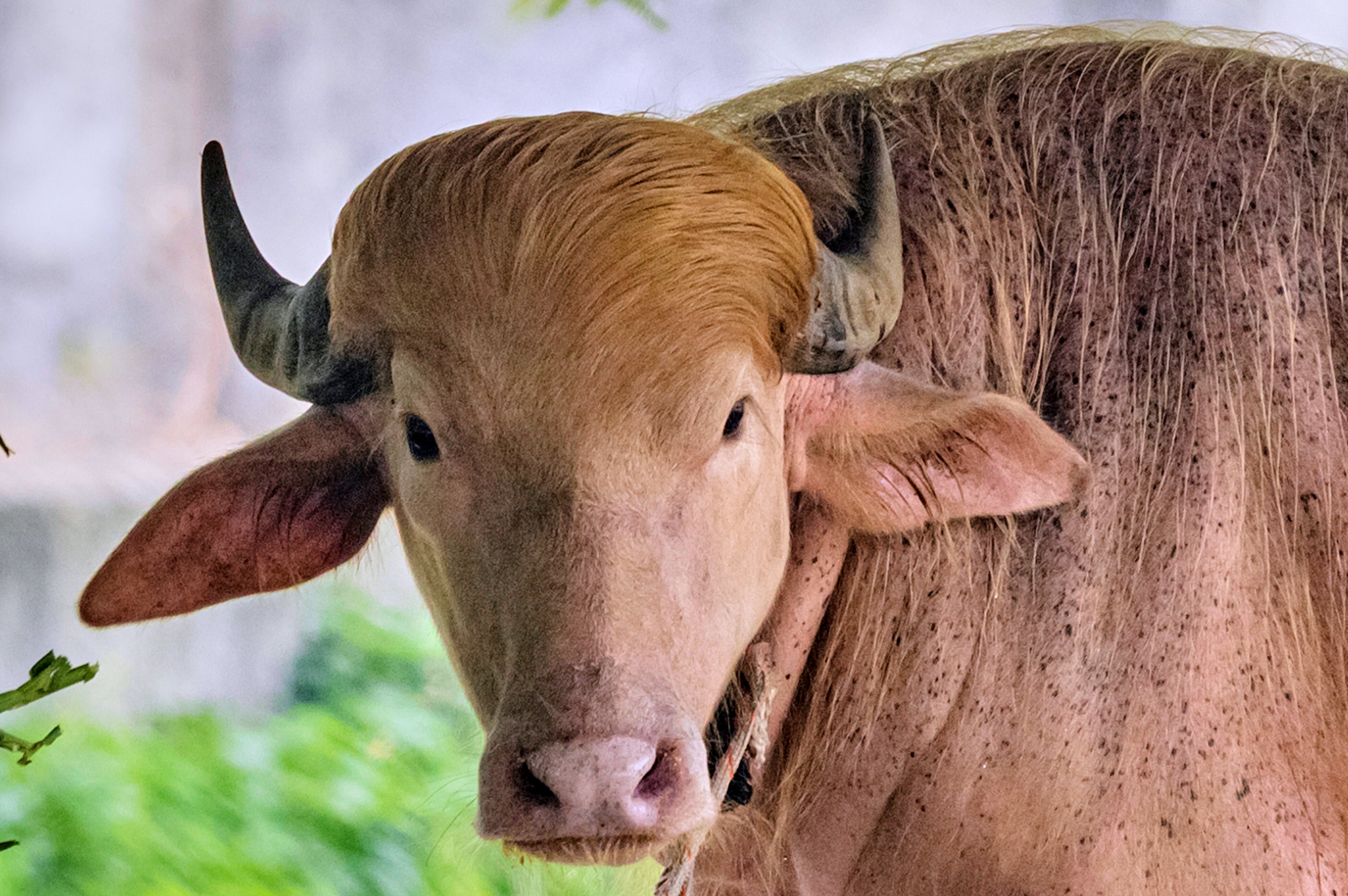 Bangladesh Buffalo Trump