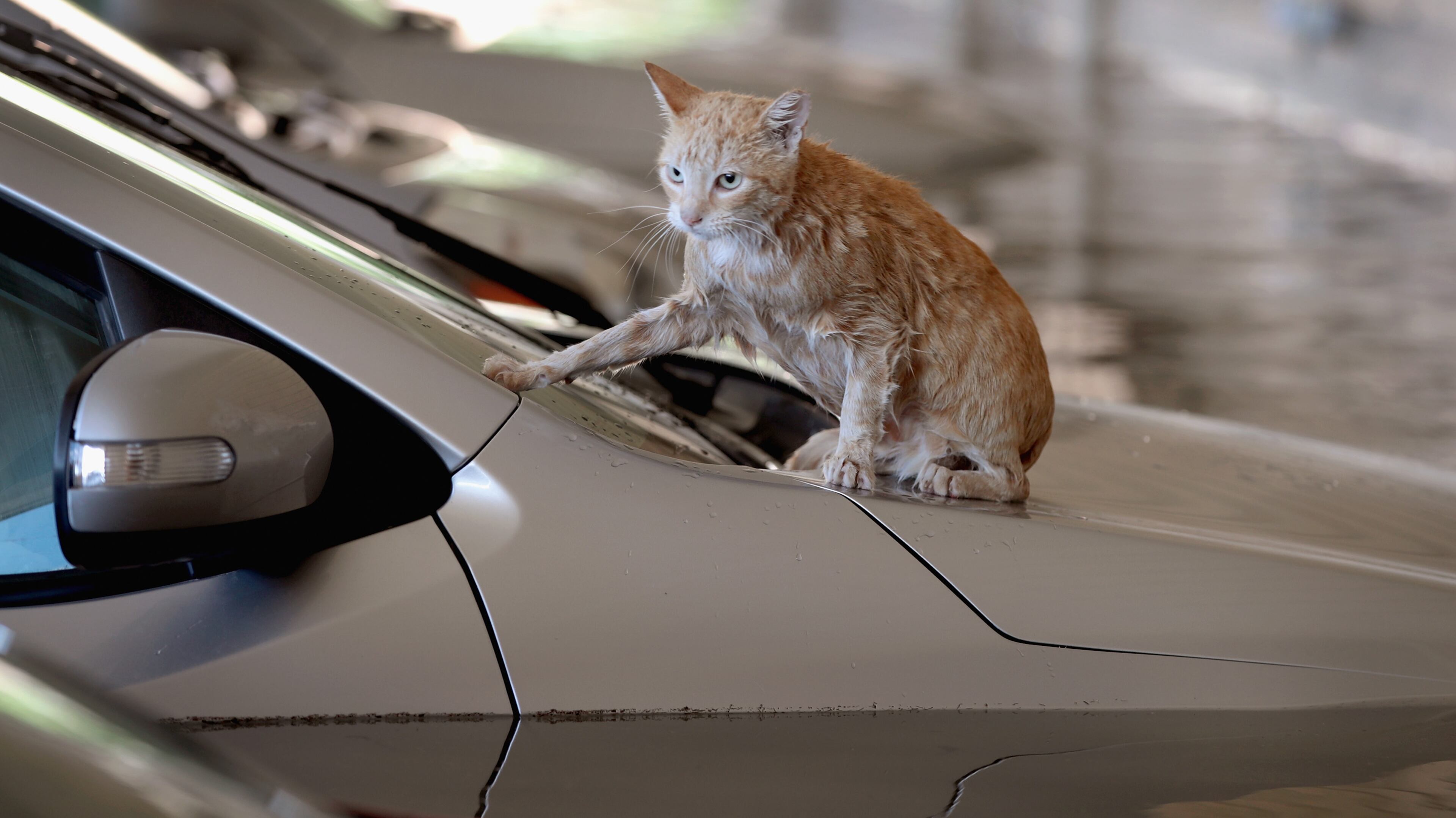 A cat sits on top of a car that is surrounded by flood water in the parking lot of an apartment complex after it was inundated with water following Hurricane Harvey on Aug. 30, 2017 in Houston, Texas.