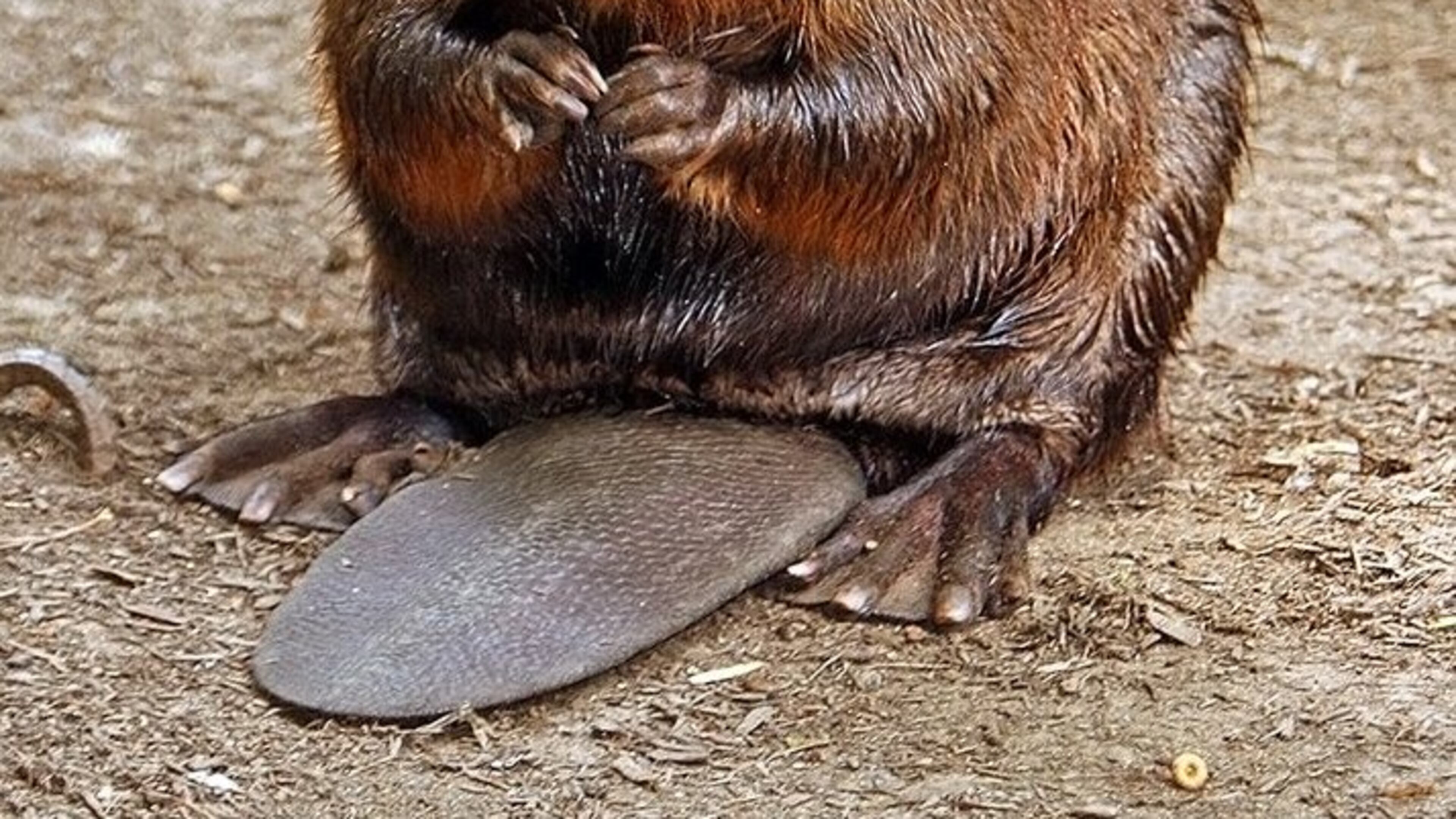 In early November beavers are more active than usual storing food and reinforcing dams and shelters in preparation for winter. (Photo: Steve from Washington D.C./Creative Commons)
