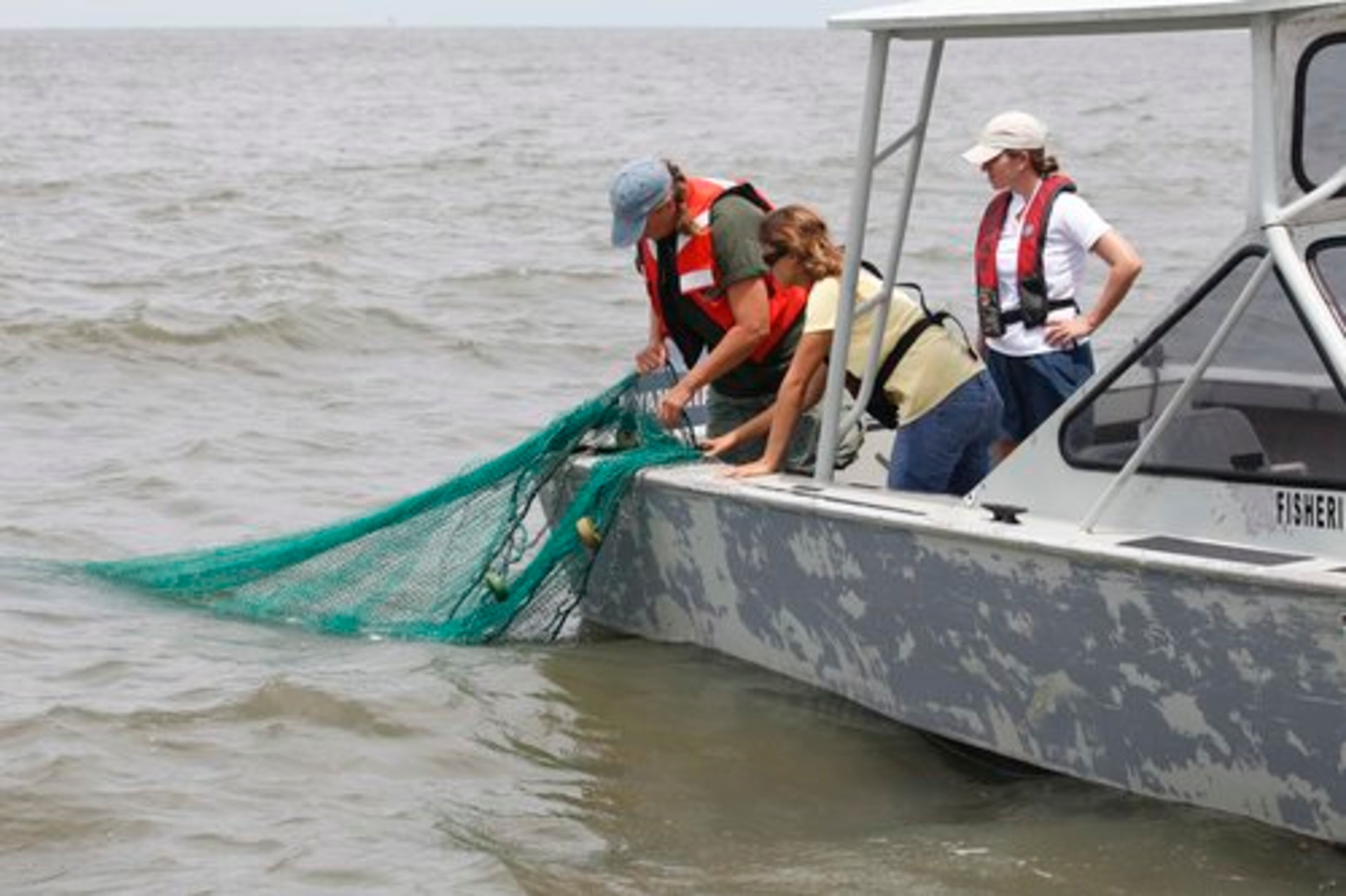 Before the start of shrimping season on Monday, Louisiana Department of Wildlife and Fisheries biologists Julia Lightner, (from left) Christine Seither and Chloe Dean drag a net along the floor of the Gulf of Mexico to check for oil near Grand Isle, La., on Friday.