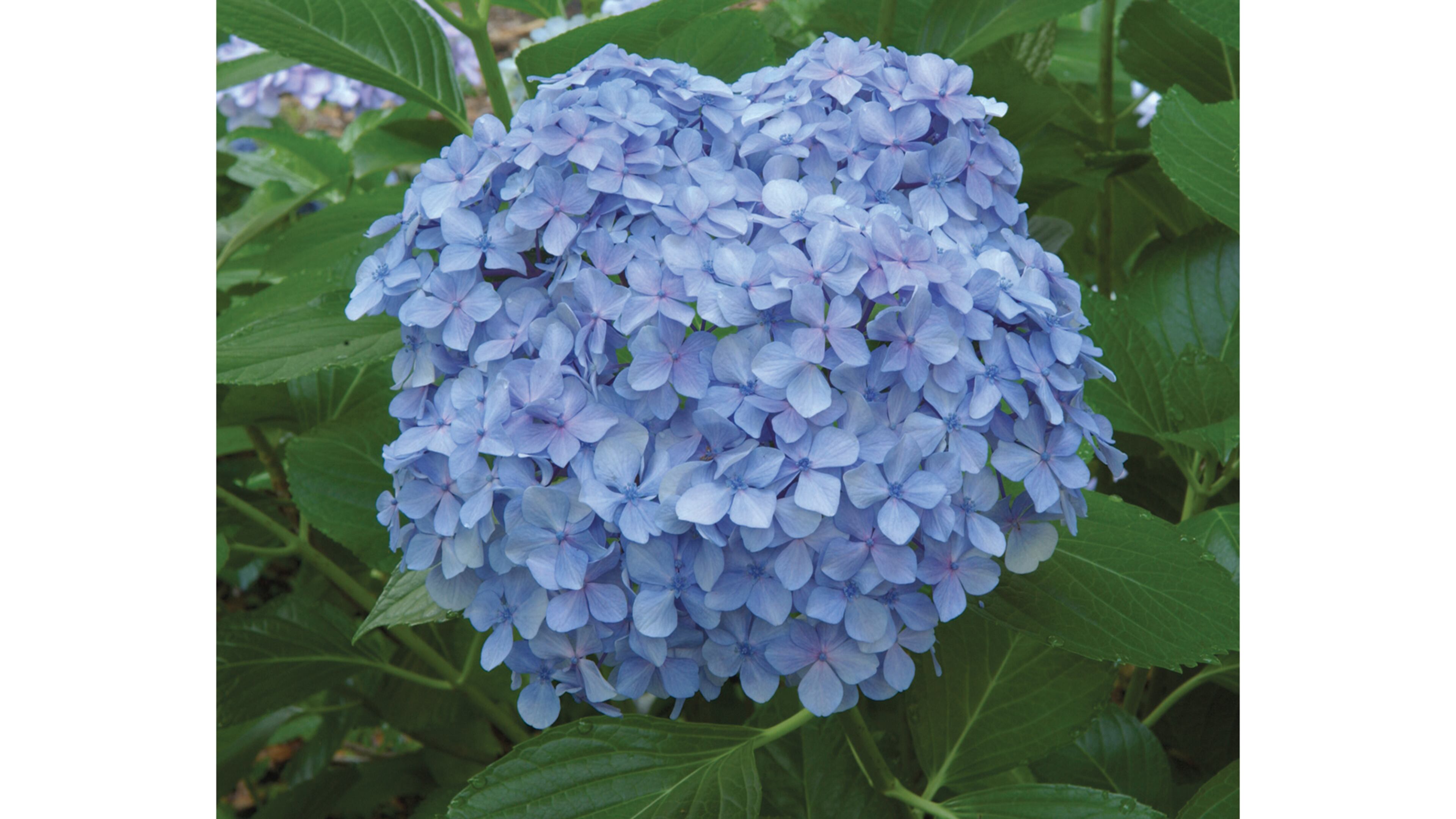 Hydrangeas appearing now are growing from buds on twigs that started growing this past spring. There was enough time to mature in the summer and be ready to bloom in October. (Walter Reeves for The Atlanta Journal-Constitution)