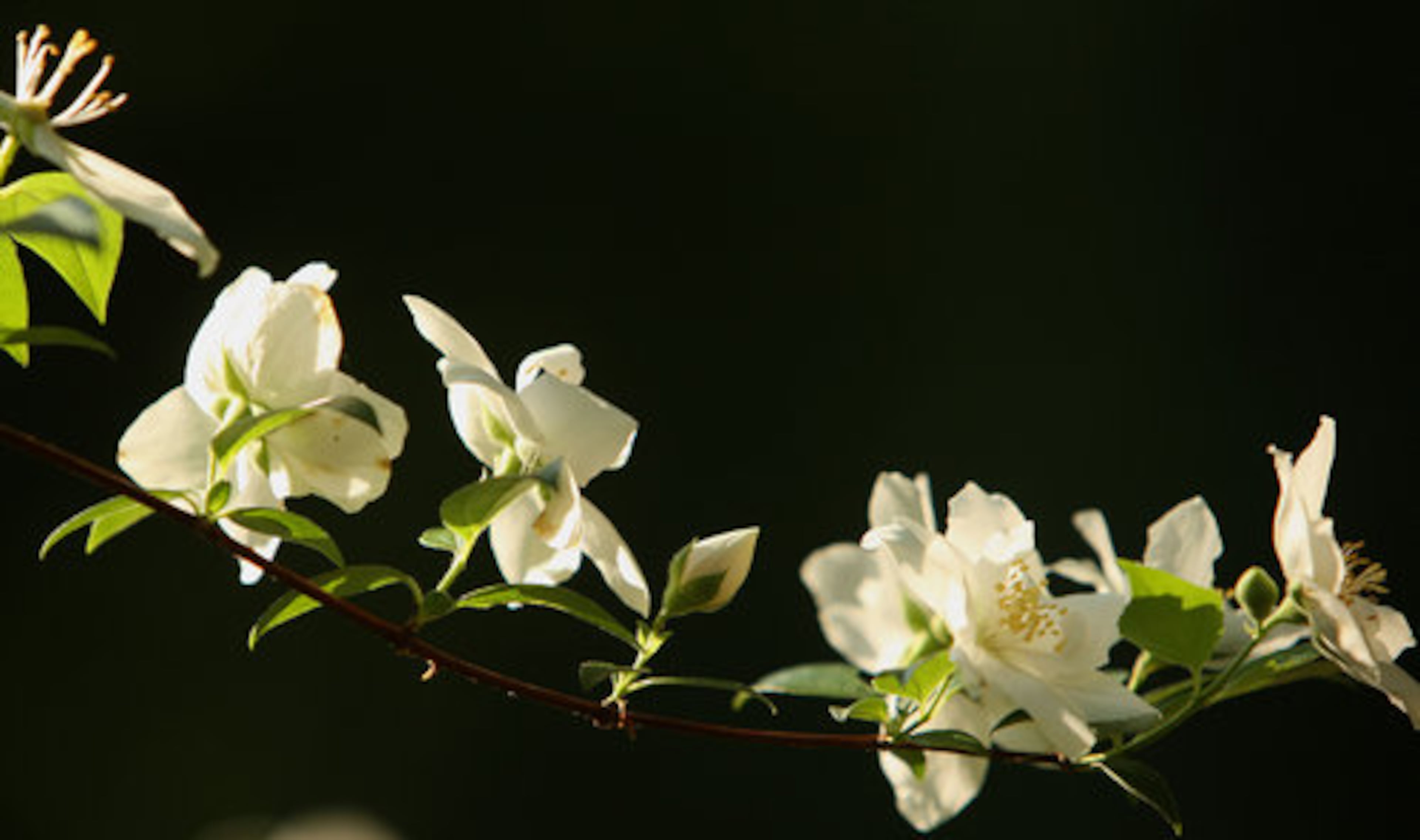 Seen here are mock-orange blossoms, another blooming delight in this lush garden.
