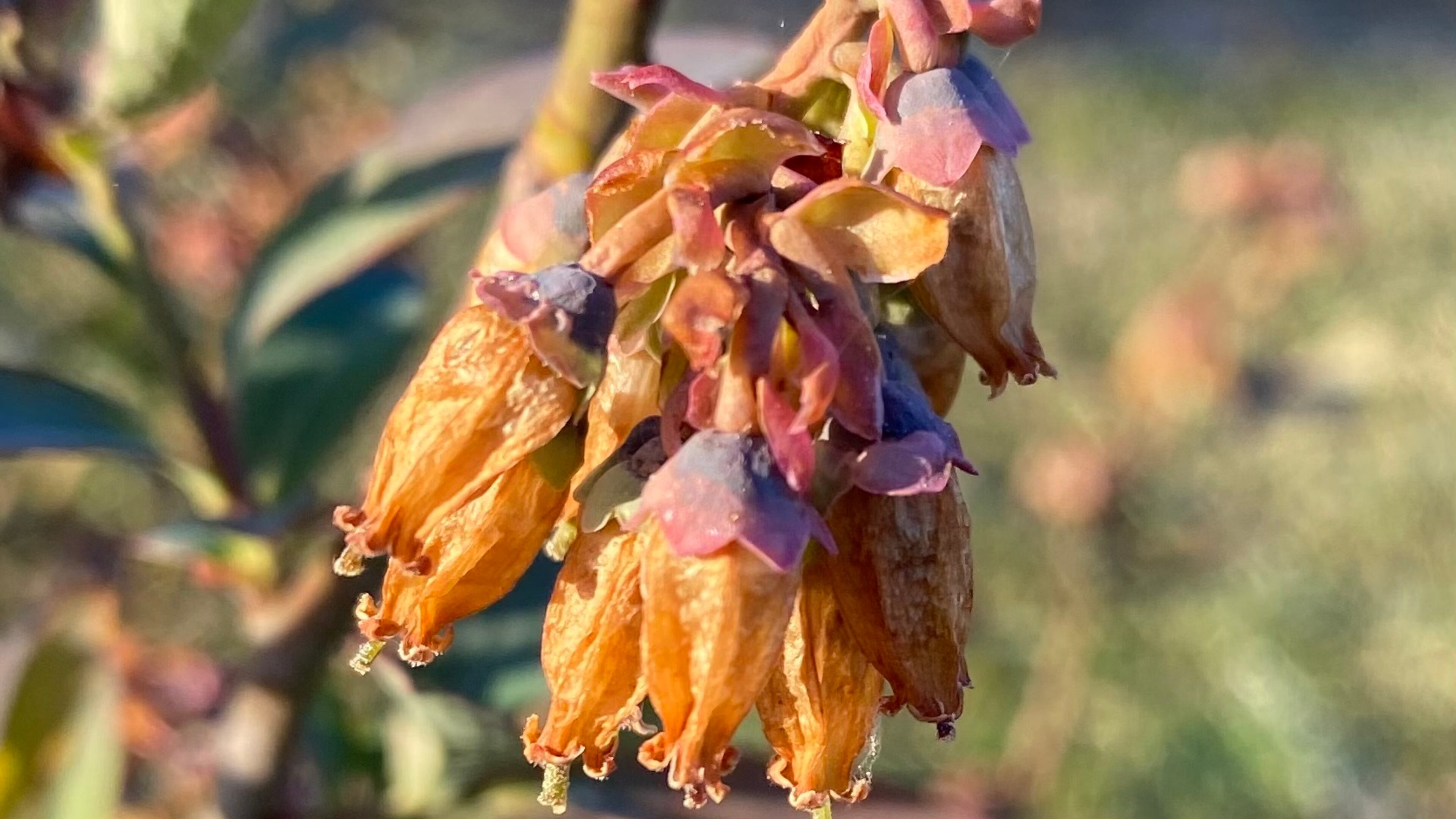 A photo shows the damage done by freezing temperatures on March 12 and March 13, 2022 to blueberry bushes on Hector Buitrago's farm in Greensboro, Georgia. Blueberry farmers were hit hard by the freeze across the state.