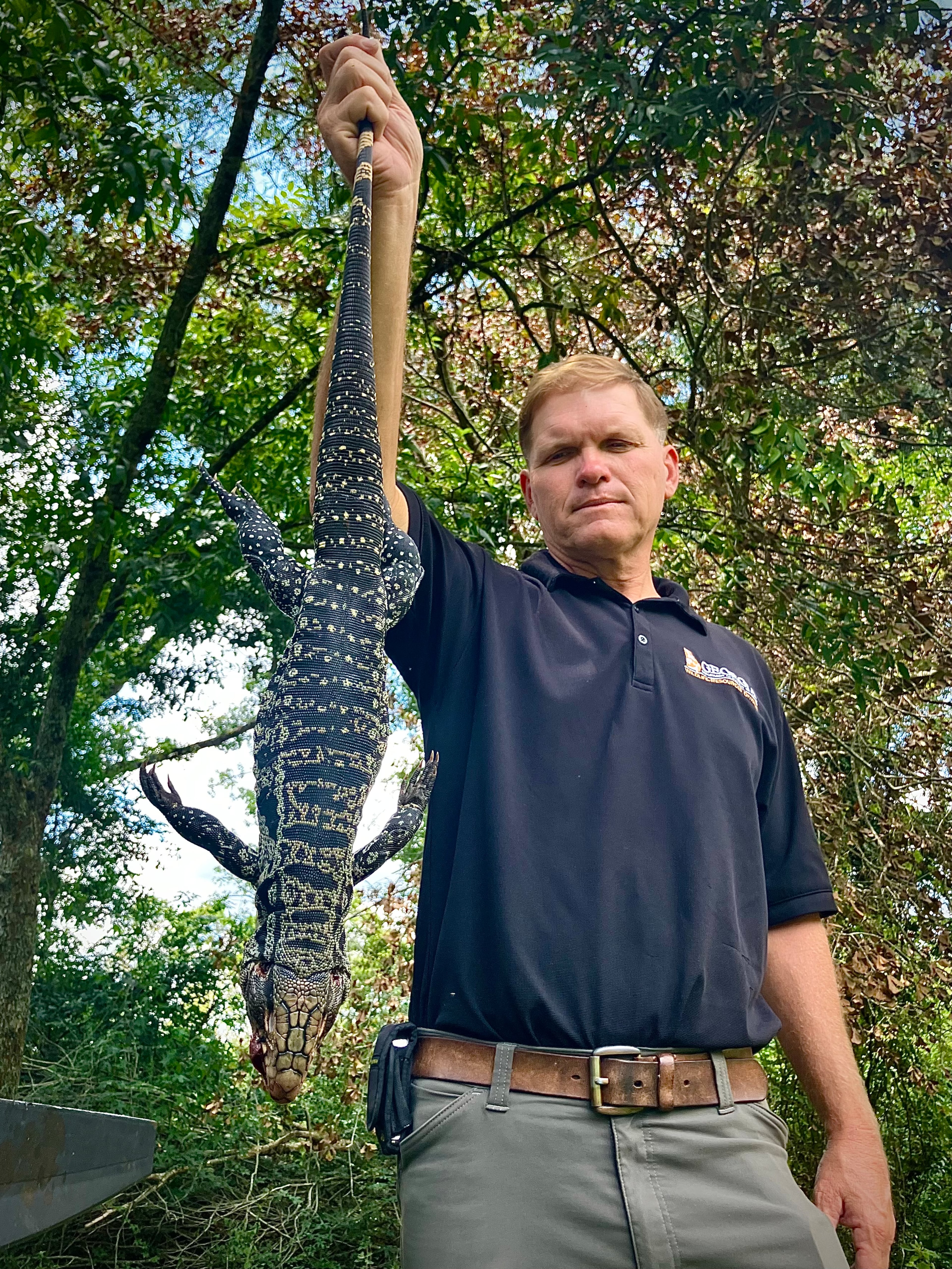 Jim Gillis, a technician 4 and supervisor for the state Department of Natural Resources in South Georgia, has been chasing and learning about tegus for nine years. The invasive species has established itself in the forests and fields of Tattnall and Toombs counties, three hours south of Atlanta. A car struck and killed this tegu. (Mark Davis for the AJC)