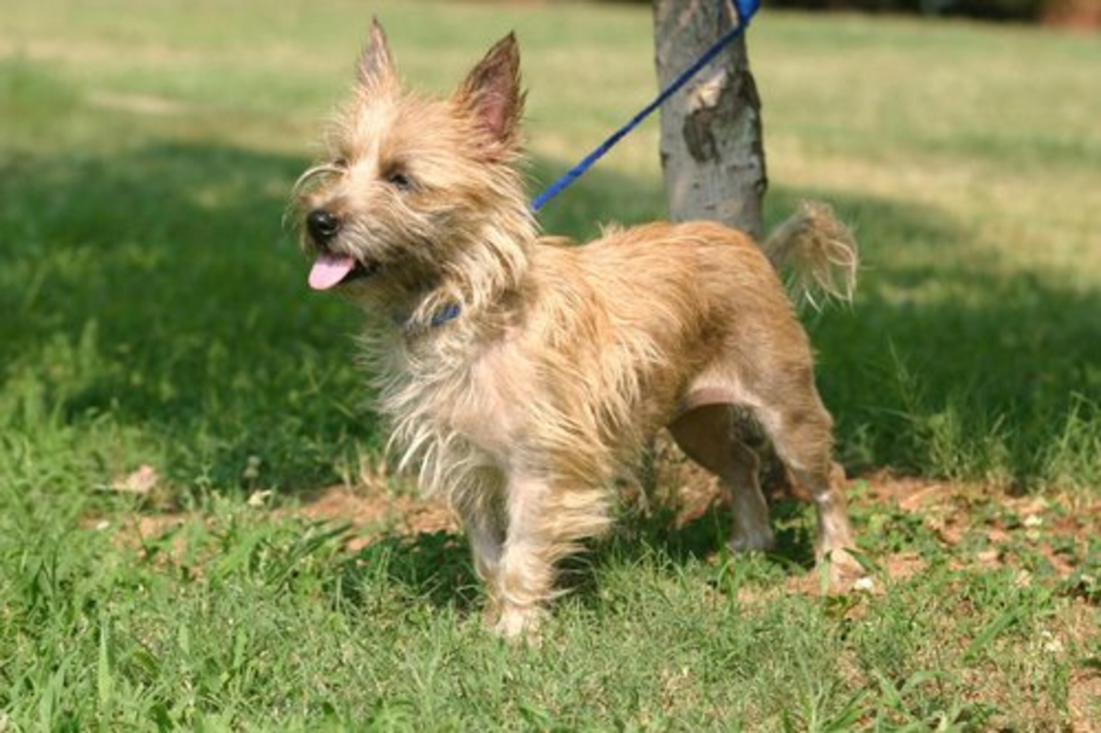 CAIRN TERRIER: Double coated with a wiry outercoat, Cairns still do not shed much.