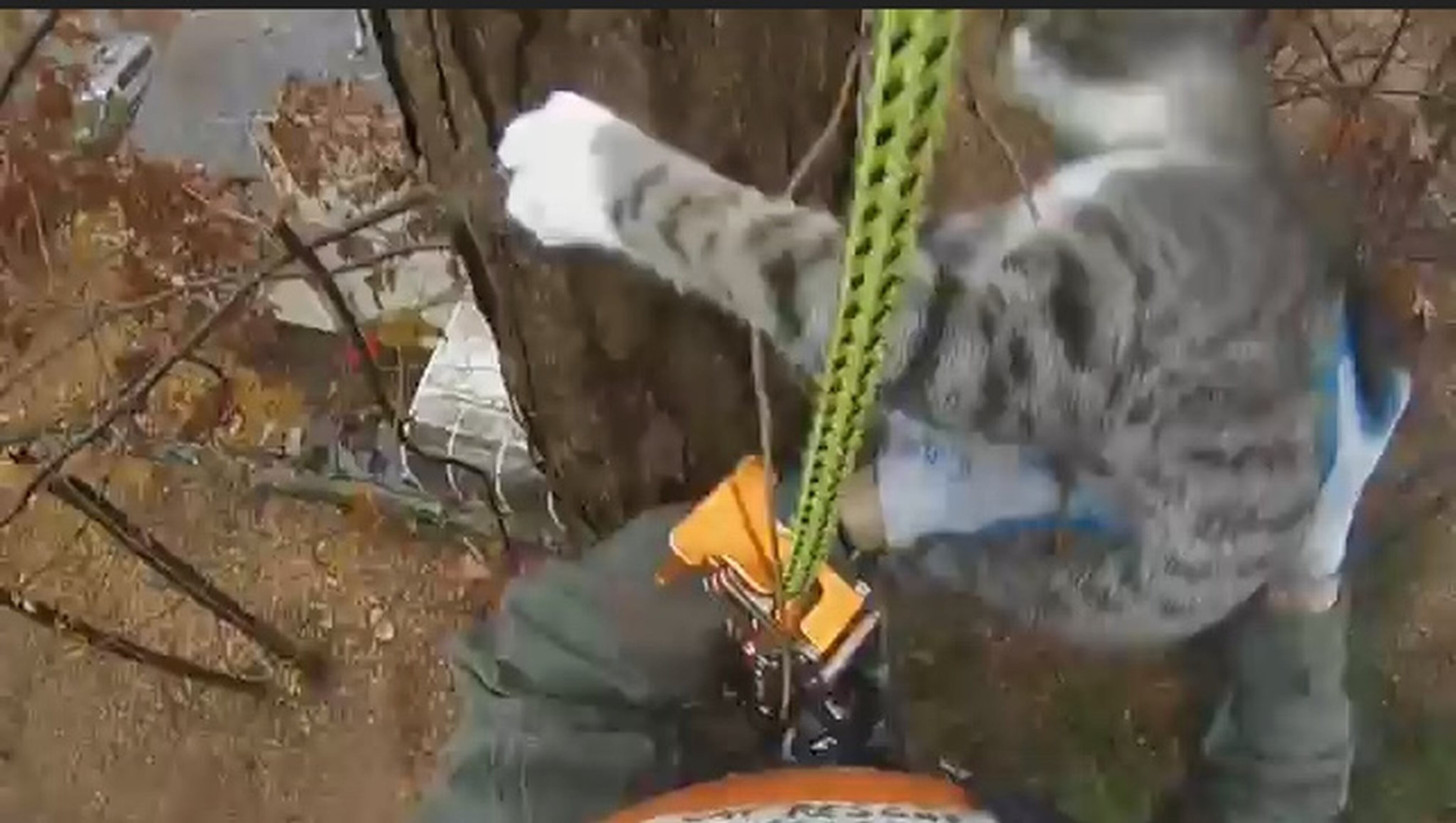 Tom, Rescue #82, was not cooperative and tried to scamper higher up the tree. Normer Adams had to snag him before he went higher, making it difficult to stuff him in a bag. Many videos are made of blurred action, looking down from high-up in a tree.