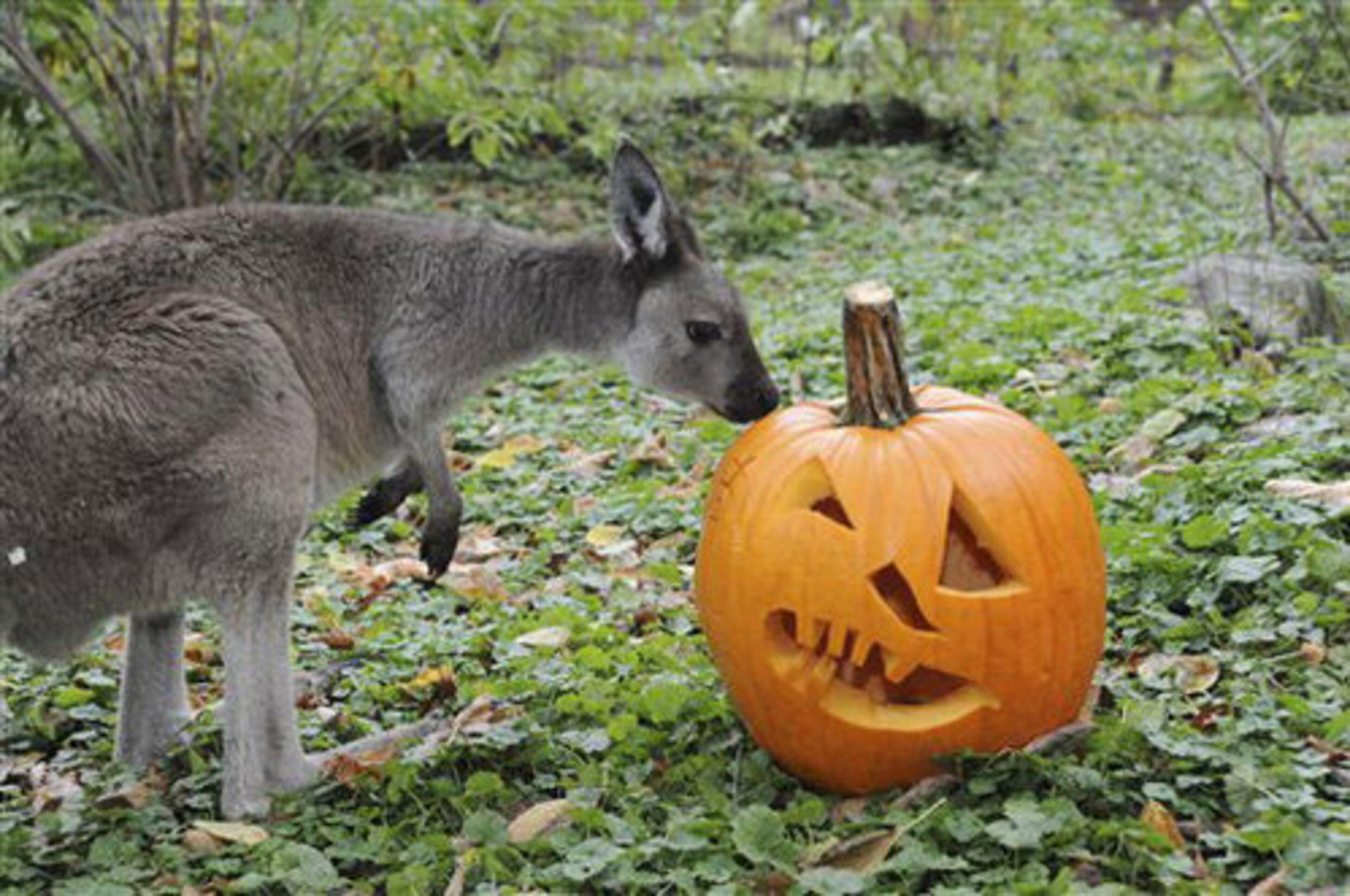 In this photo taken Oct. 20, 2011 provided by the Chicago Zoological Society, a kangaroo hops on over to a pumpkin to check it out.