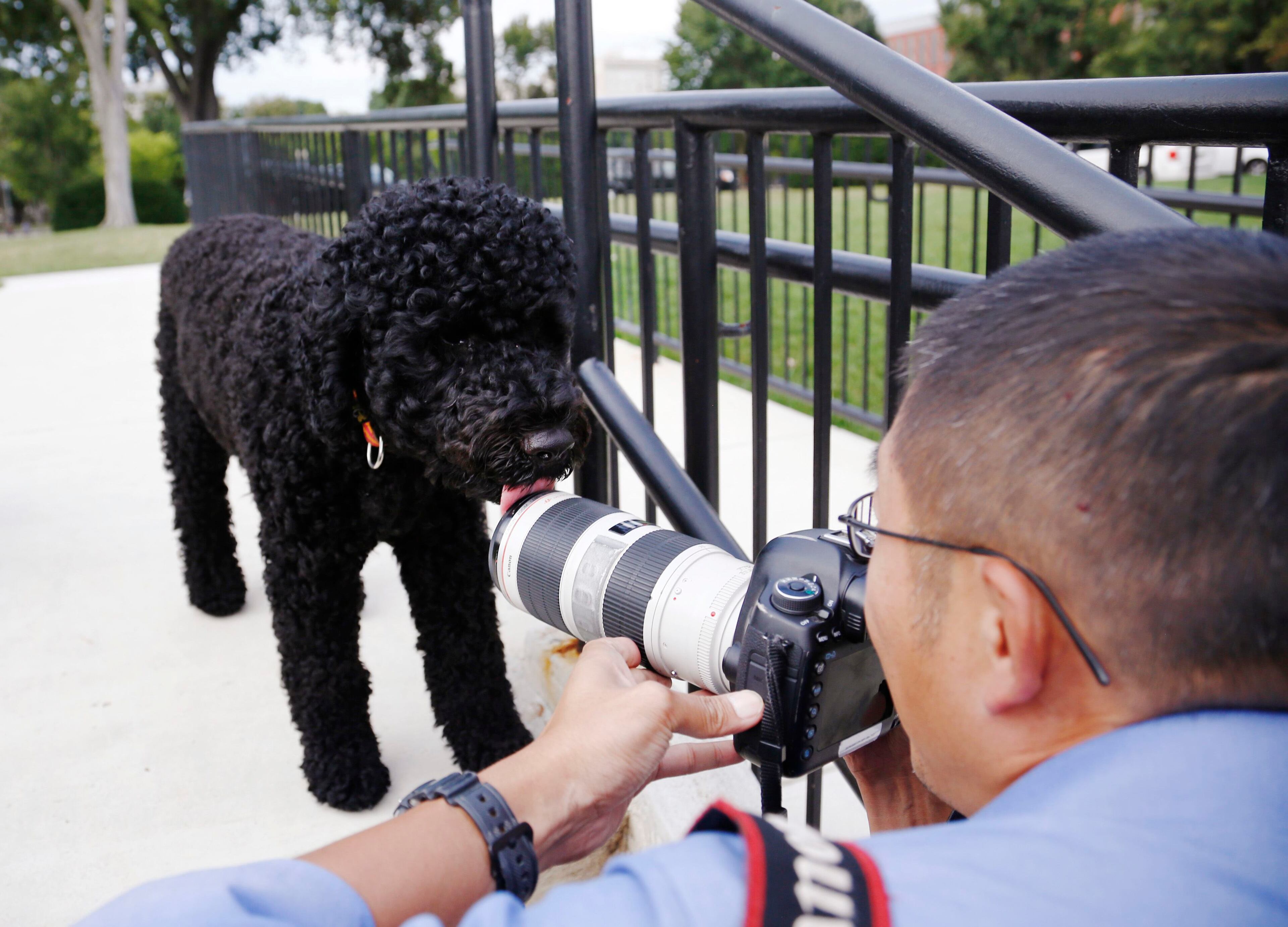 Sunny, the new Portuguese Water Dog at the Obama White House, licks the front of photographer Alex Wong's lens as it walks the grounds at the White House in Washington, September 9, 2013.