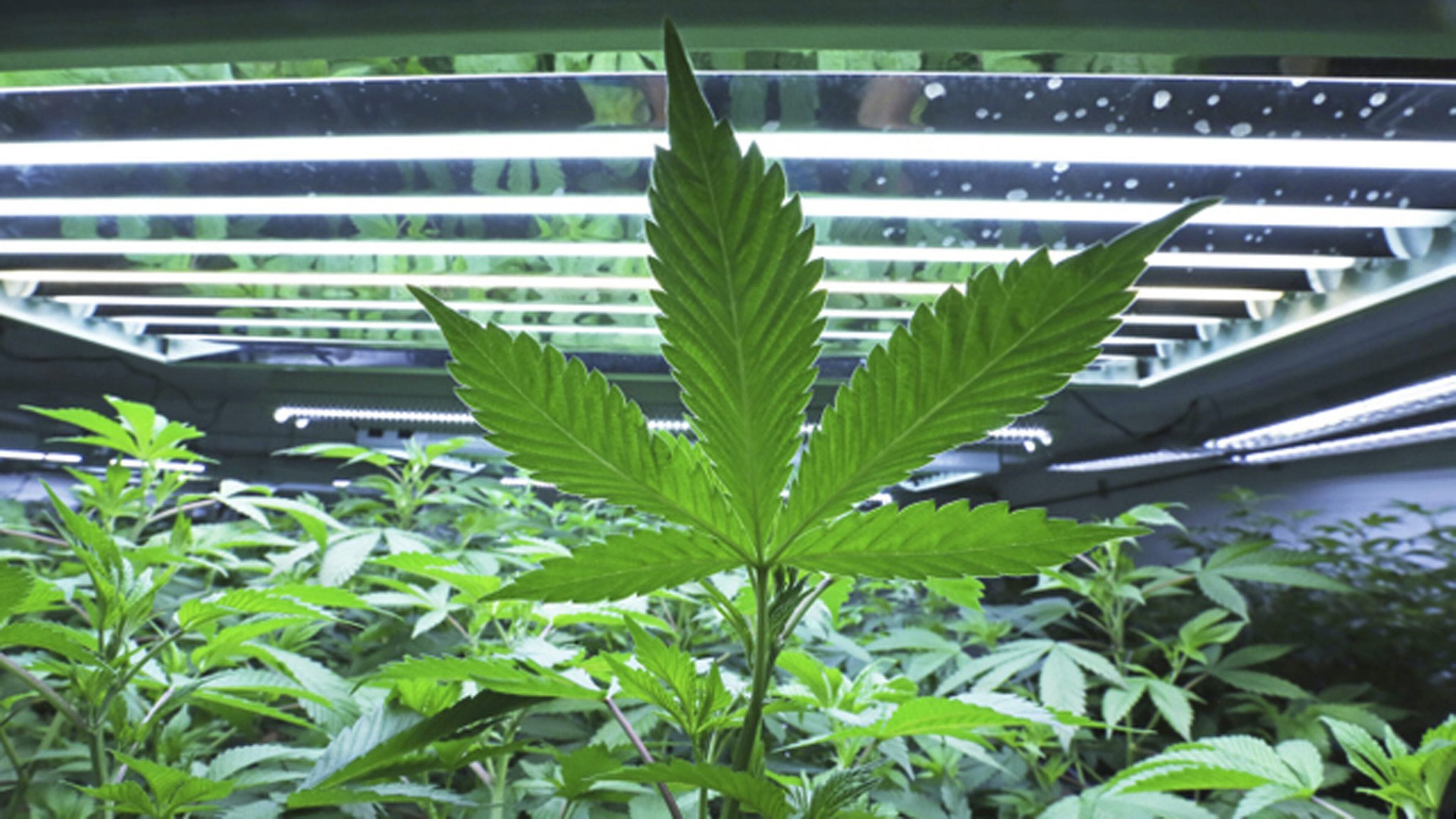 Shown here, a marijuana leaf in the vegetative room at a cannabis cultivator in Fairbanks, Alaska. One of many federal restrictions on the study of marijuana is a strict limitation on where the researchers may get the marijuana from. (PHOTO by Eric Engman/Fairbanks Daily News-Miner via AP)