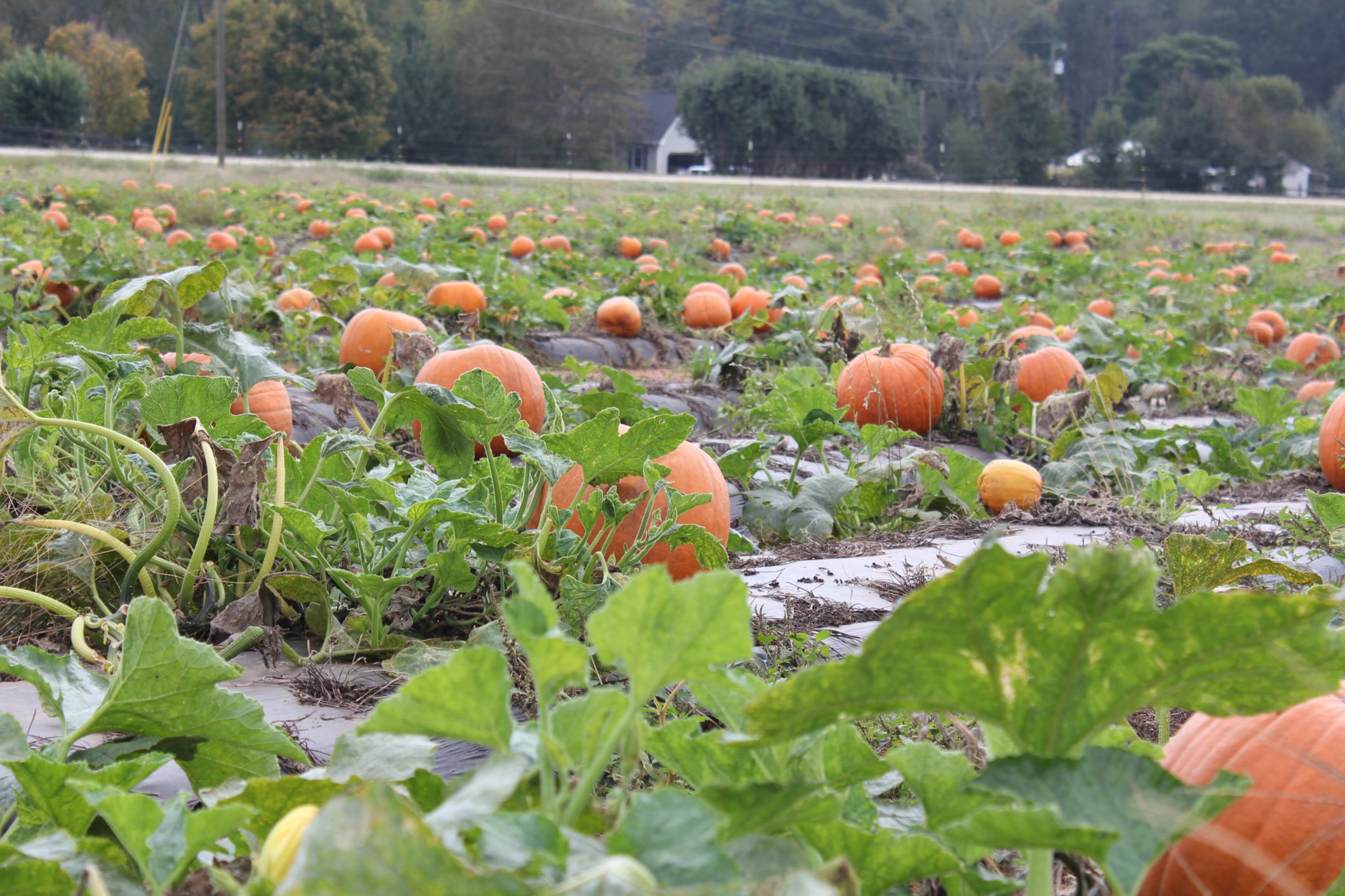 Two acres of pumpkins, a corn maze and more can be found at Southern Belle Farm in McDonough. (Southern Belle Farm)