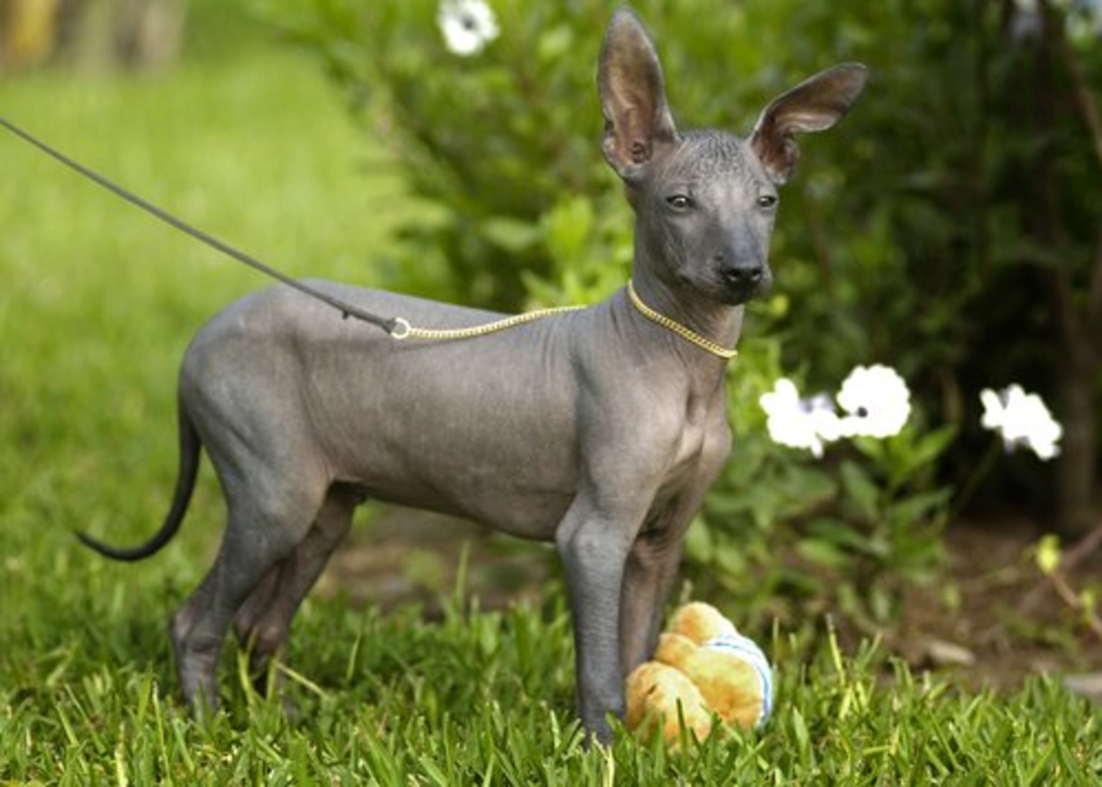 PERUVIAN HAIRLESS: Truly a non-shedding dog, this breed has no hair to shed in the first place. The national dog of Peru, one owner in that country has already offered her puppy to the Obama family as a gift.