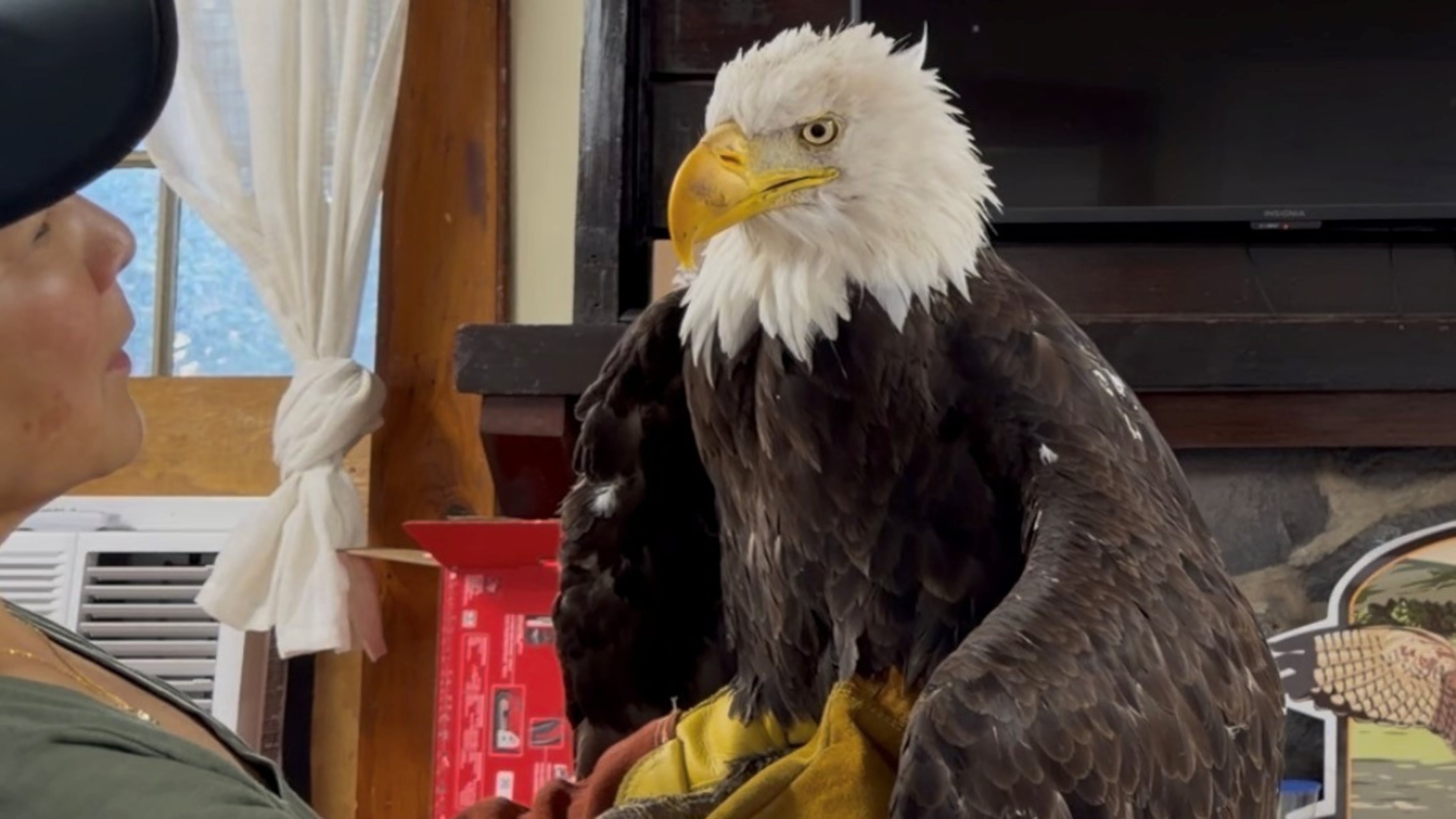 Jackie the bald eagle is examined on July 18, 2026, at the Los Angeles County Parks San Dimas Raptor Rescue Center in San Dimas, Calif. (Los Angeles County Parks San Dimas Raptor Rescue Center via AP)