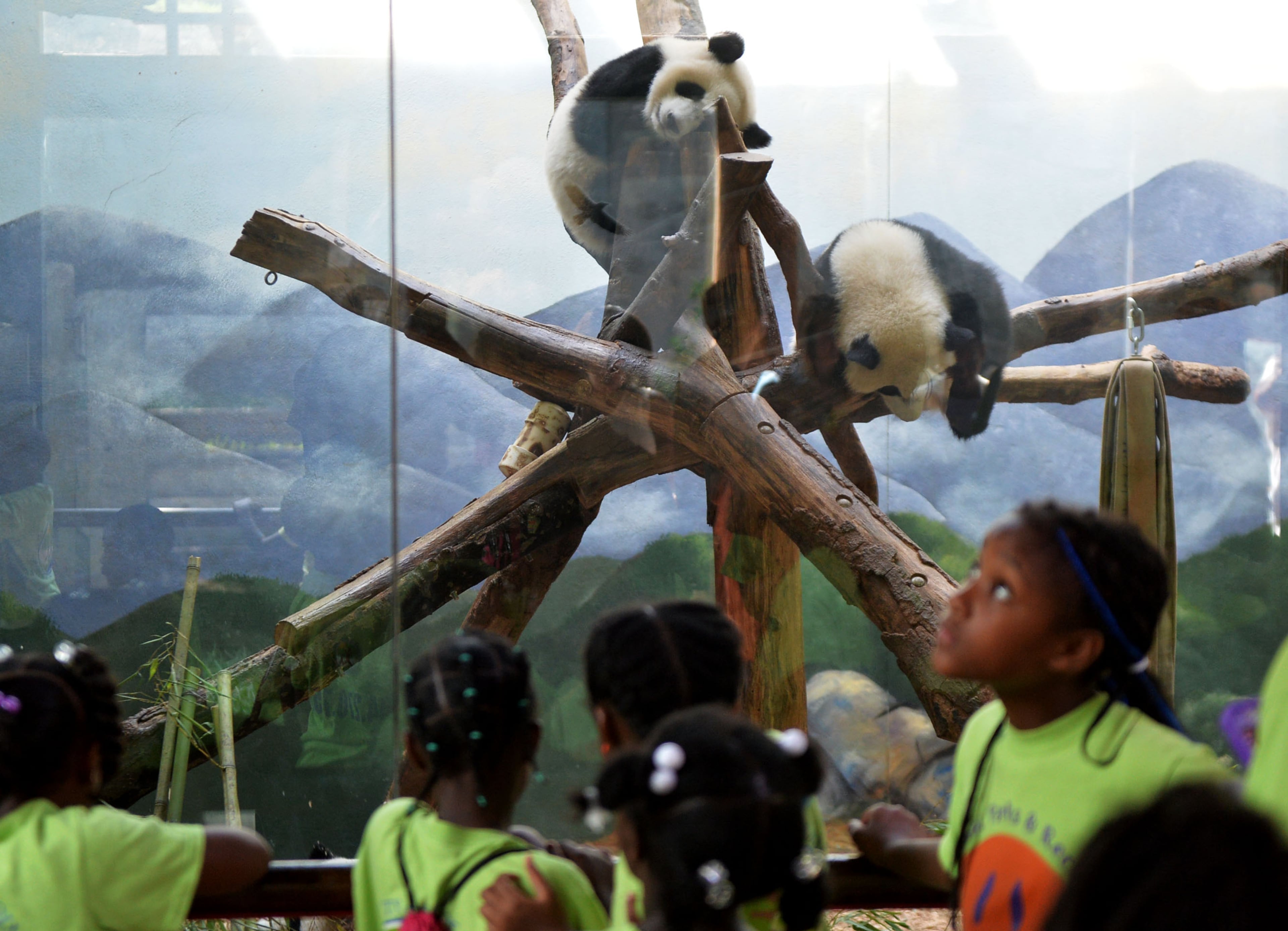 A summer camp group watches as giant panda twins Mei Lun (top) and Mei Huan rest in their enclosure at Zoo Atlanta, Wednesday, July 9, 2014. Born at 6:21 p.m. and 6:23 p.m. on the evening of July 15, 2013, Mei Lun and Mei Huan were the first giant pandas born in the U.S. in 2013 and are the only pair of surviving giant panda twins ever born in the U.S. The cubs are the fourth and fifth offspring of Lun Lun and Yang Yang; their older brothers, Mei Lan and Xi Lan, and older sister, Po, now reside at China's Chengdu Research Base of Giant Panda Breeding.
