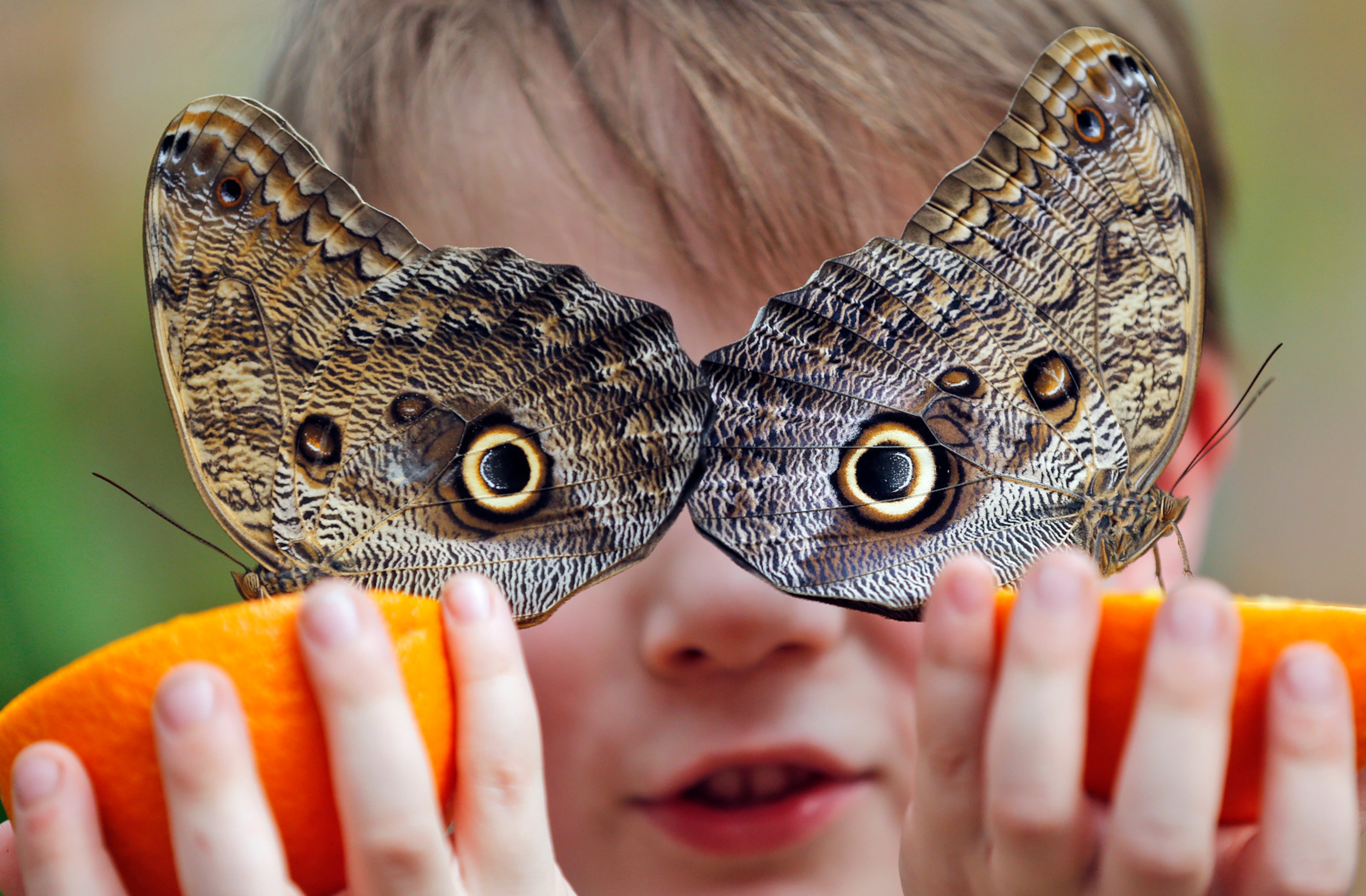 Five year old George holds an orange to feed the Owl butterflies at the Natural History Museum in London, Thursday, March 30, 2017. Hundreds of tropical butterflies were released to launch the Natural History Museum's Sensational Butterflies exhibition, starting for the public on March 31, 2017. (AP Photo/Frank Augstein)