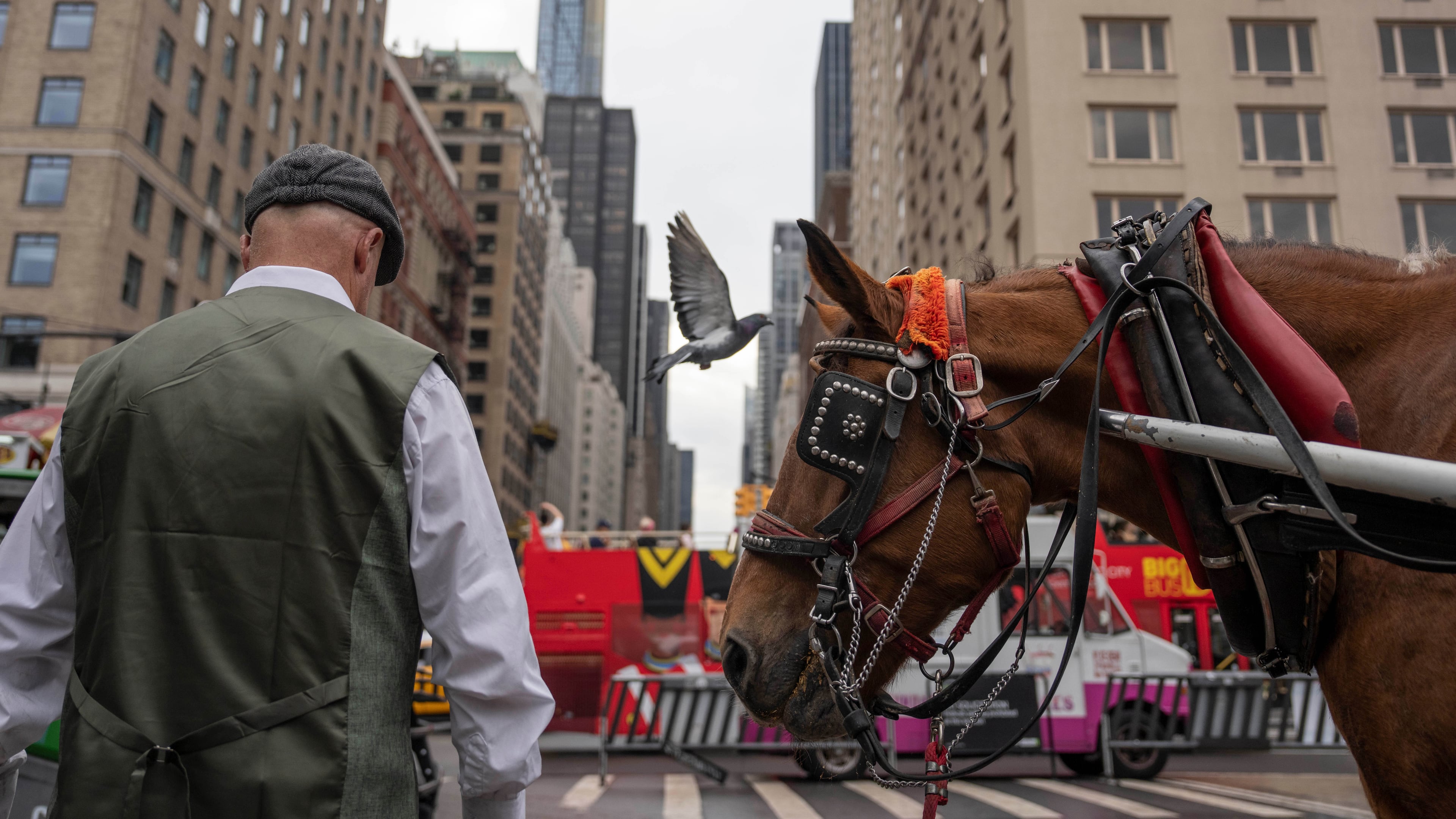 A carriage horse stands at an entrance to Central Park, Wednesday, Oct. 14, 2026, in New York. (AP Photo/Yuki Iwamura)