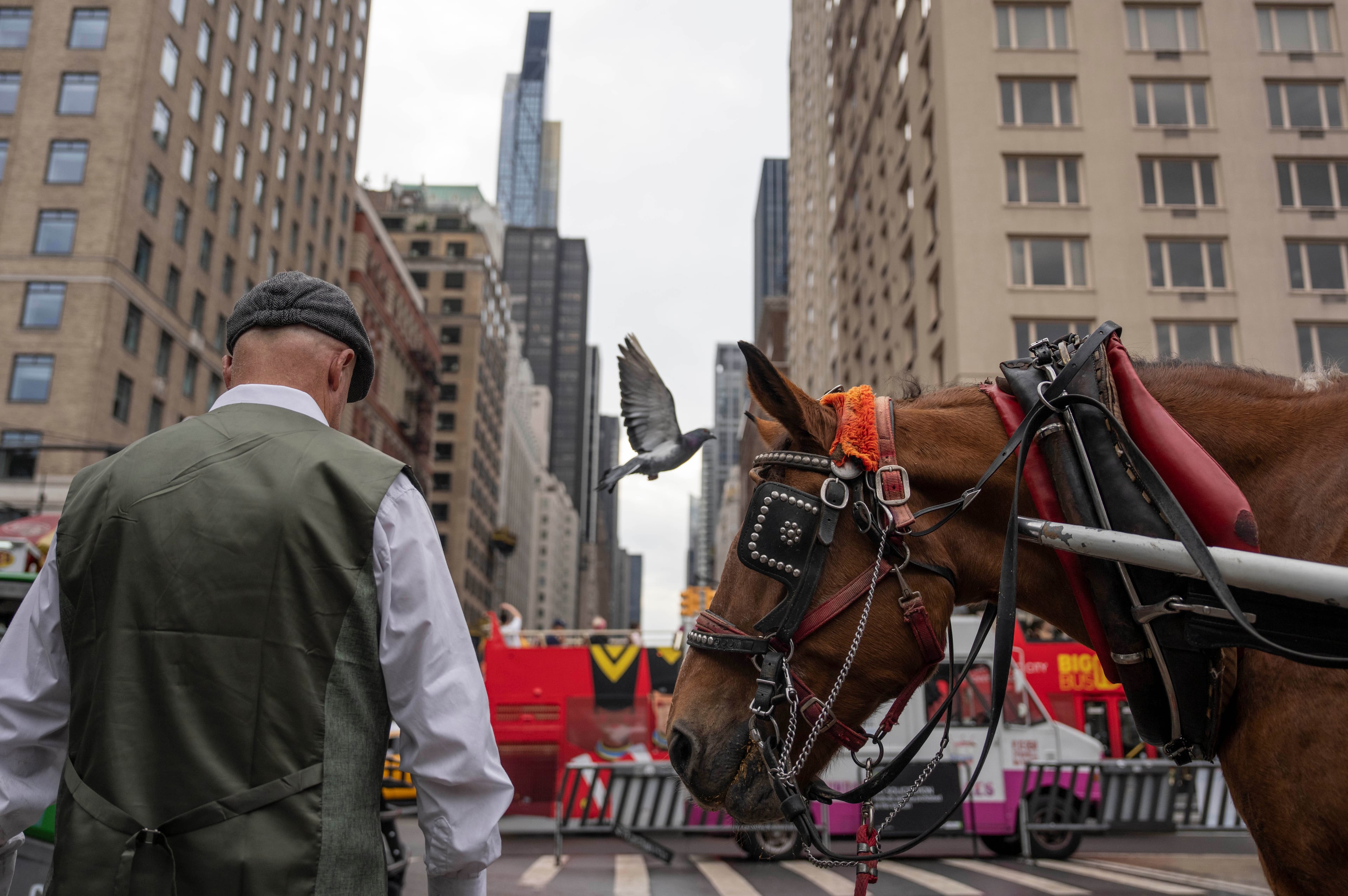Central Park Horse Carriages