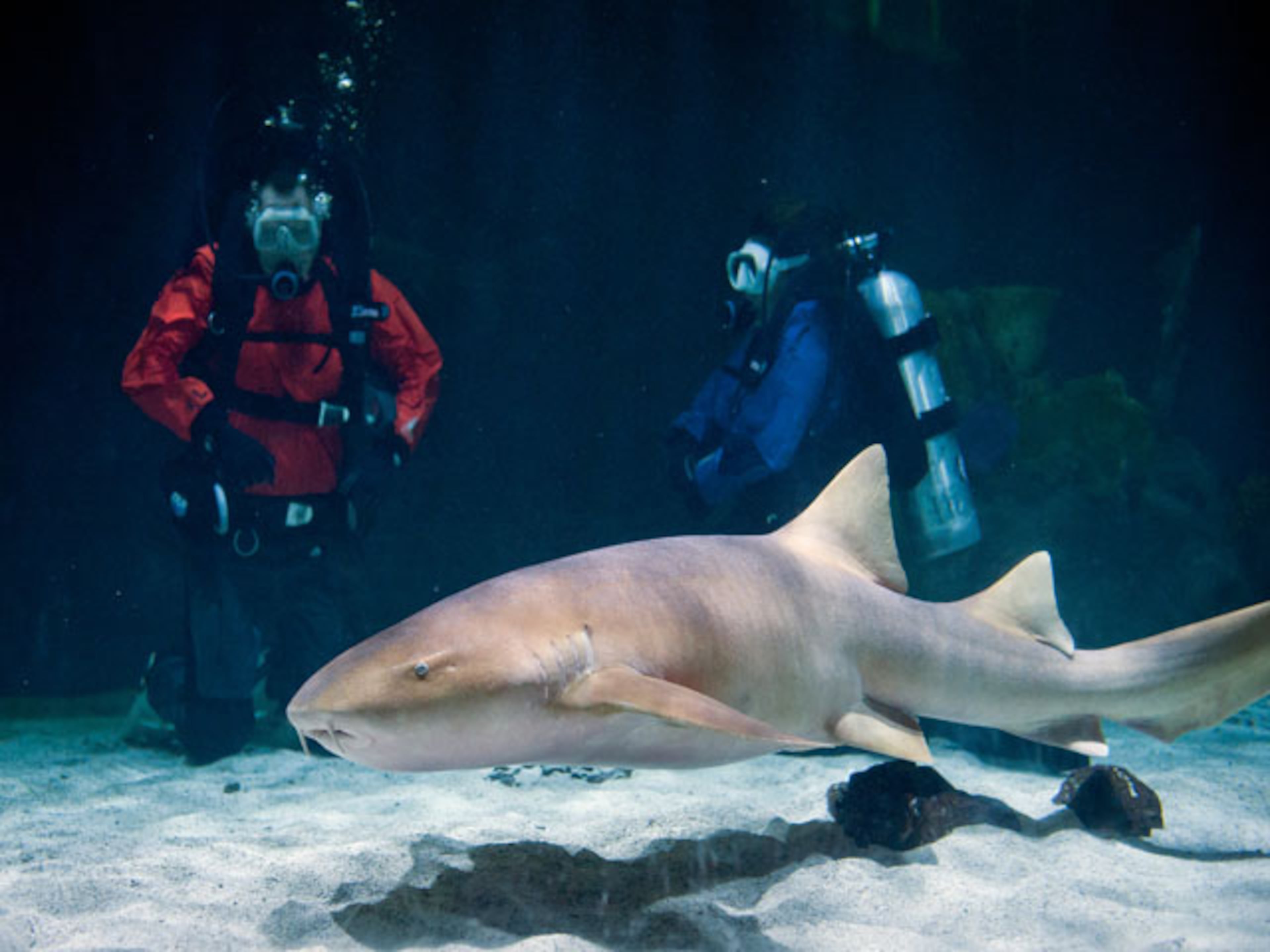 “The main goal of this program is to publicize the plight of sharks worldwide and to inspire people right here in Puget Sound to help protect and conserve marine life for future generations,” zoo deputy director John Houck said. “We want our visitors to leave with a pledge to take action that will help save sharks.”