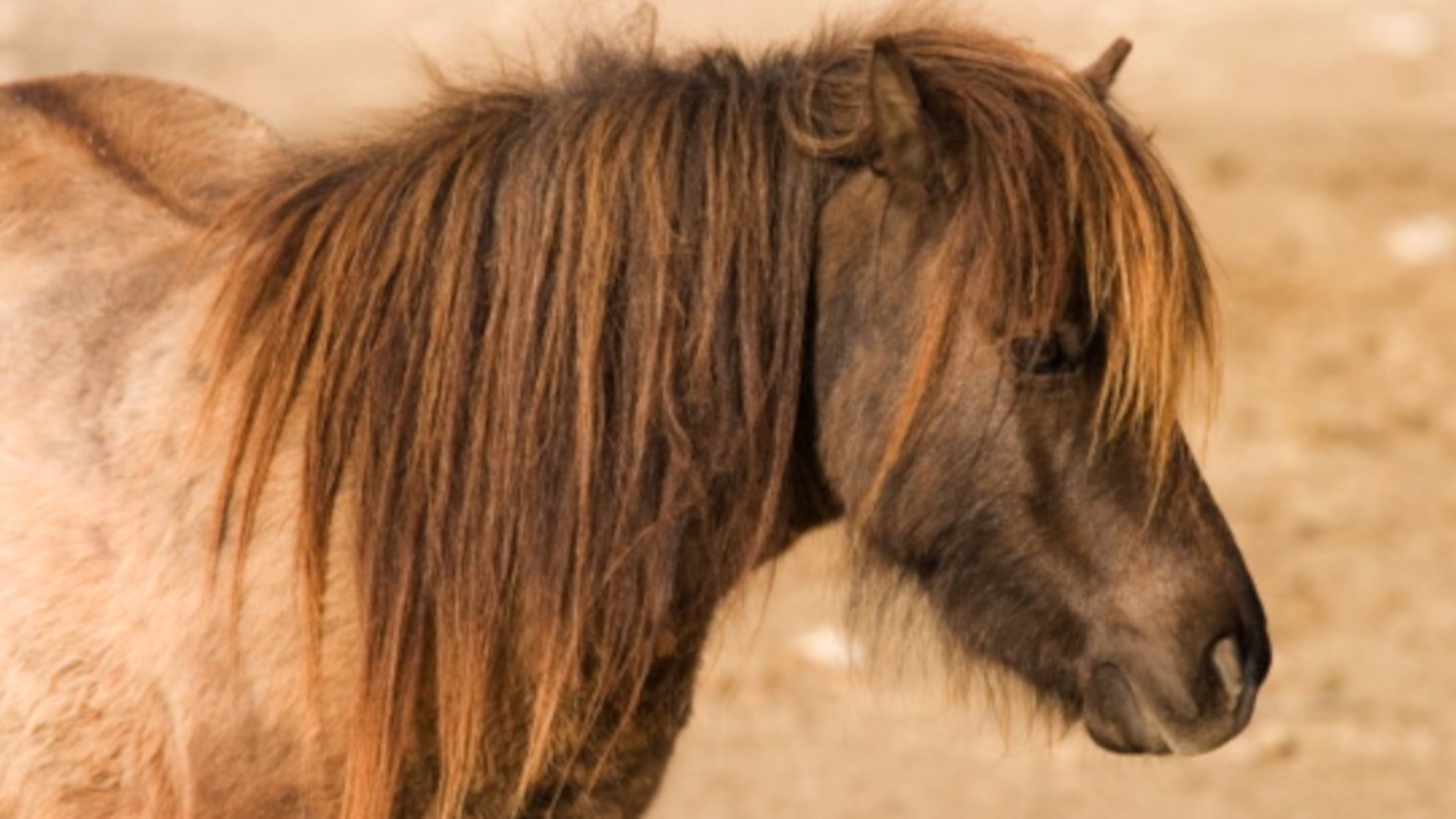 Miniature horses, similar to the one pictured here, are helping soothe airline passengers at Cincinnati/Northern Kentucky International Airport. The tiny horses visit the airport a few times a month, and officials say they really make a difference to the passengers who see them.