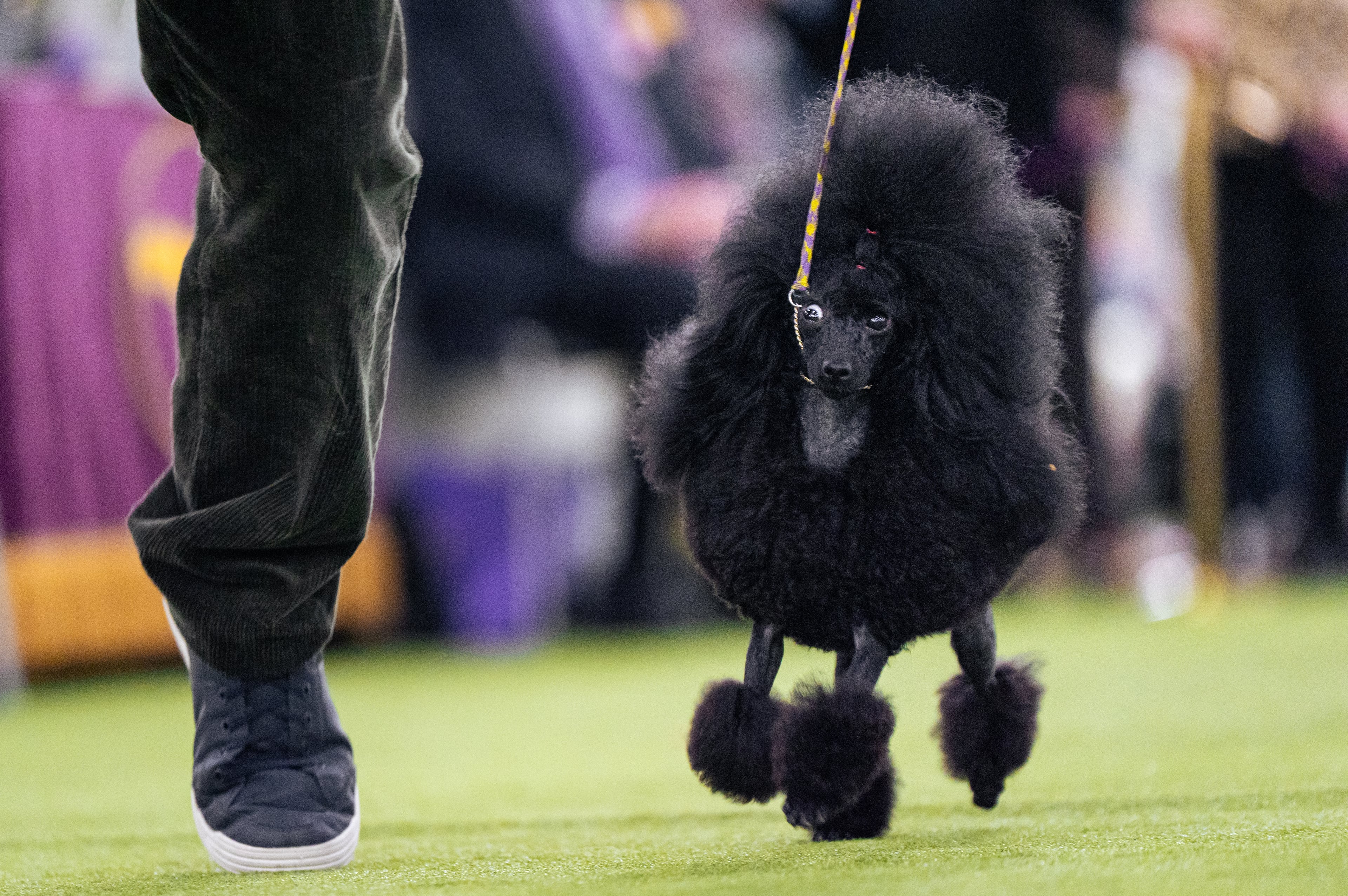Westminster Dog Show