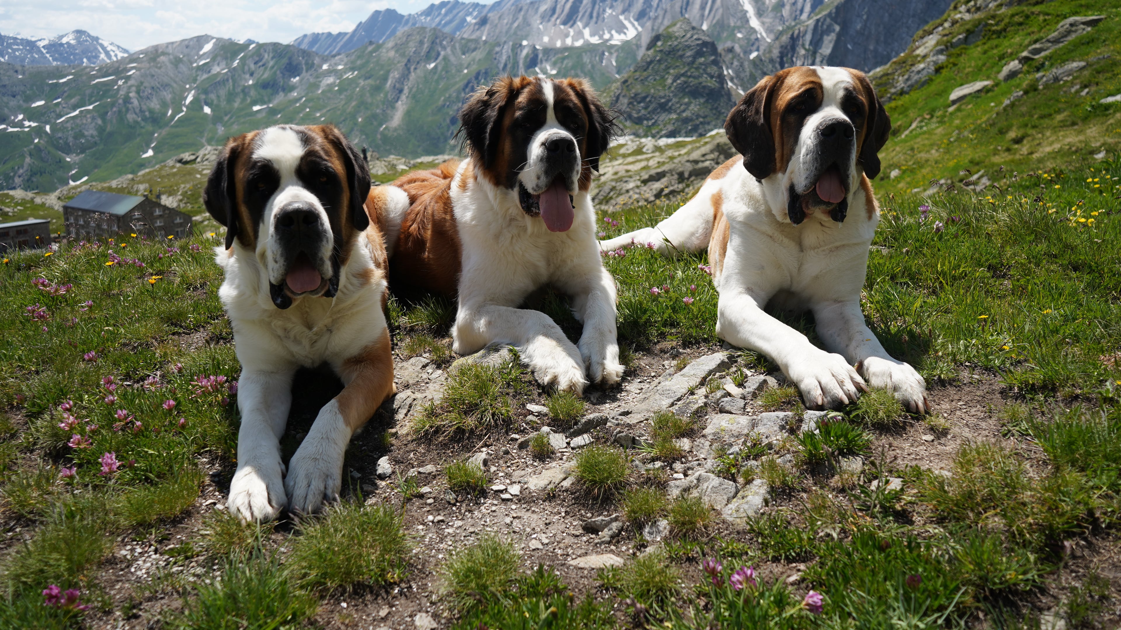 St. Bernard dogs from the Barry foundation lie in the hills at the St. Bernard Pass, Switzerland, Monday, June 22, 2026. (AP Photo/Jez Fielder)
