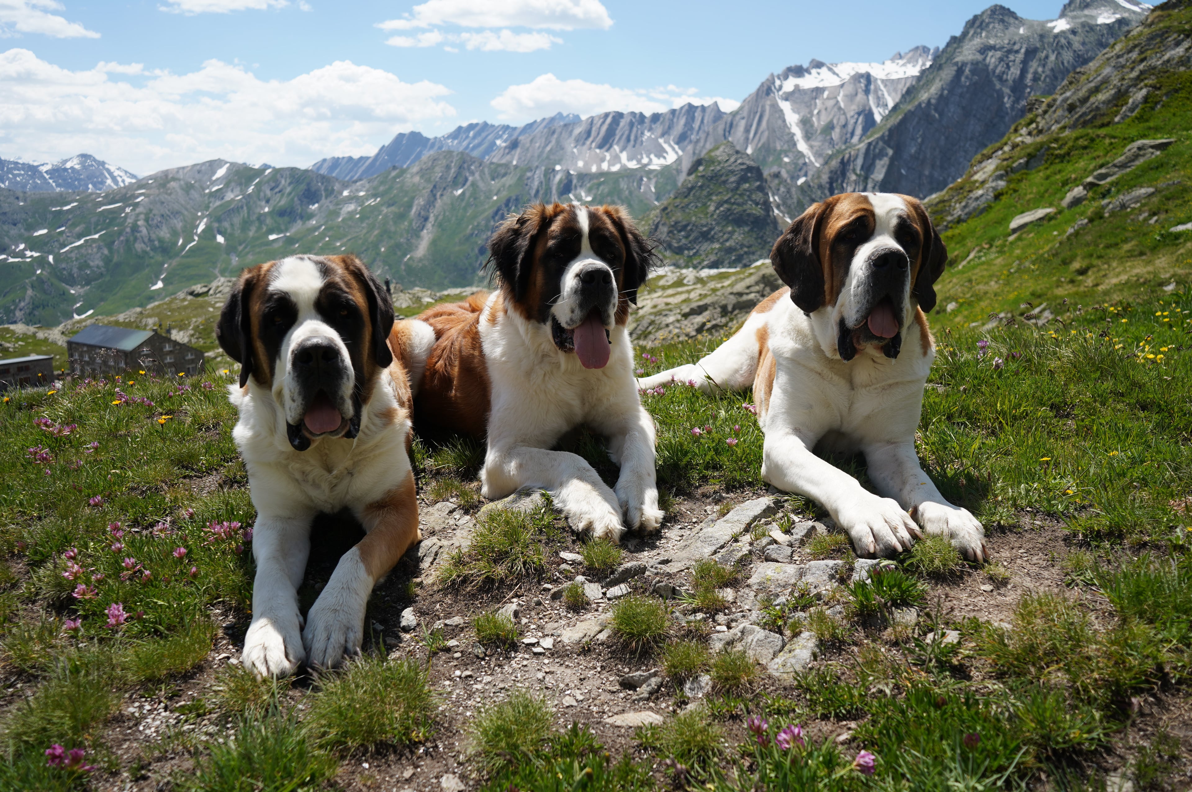 Switzerland Saint Bernard Dogs
