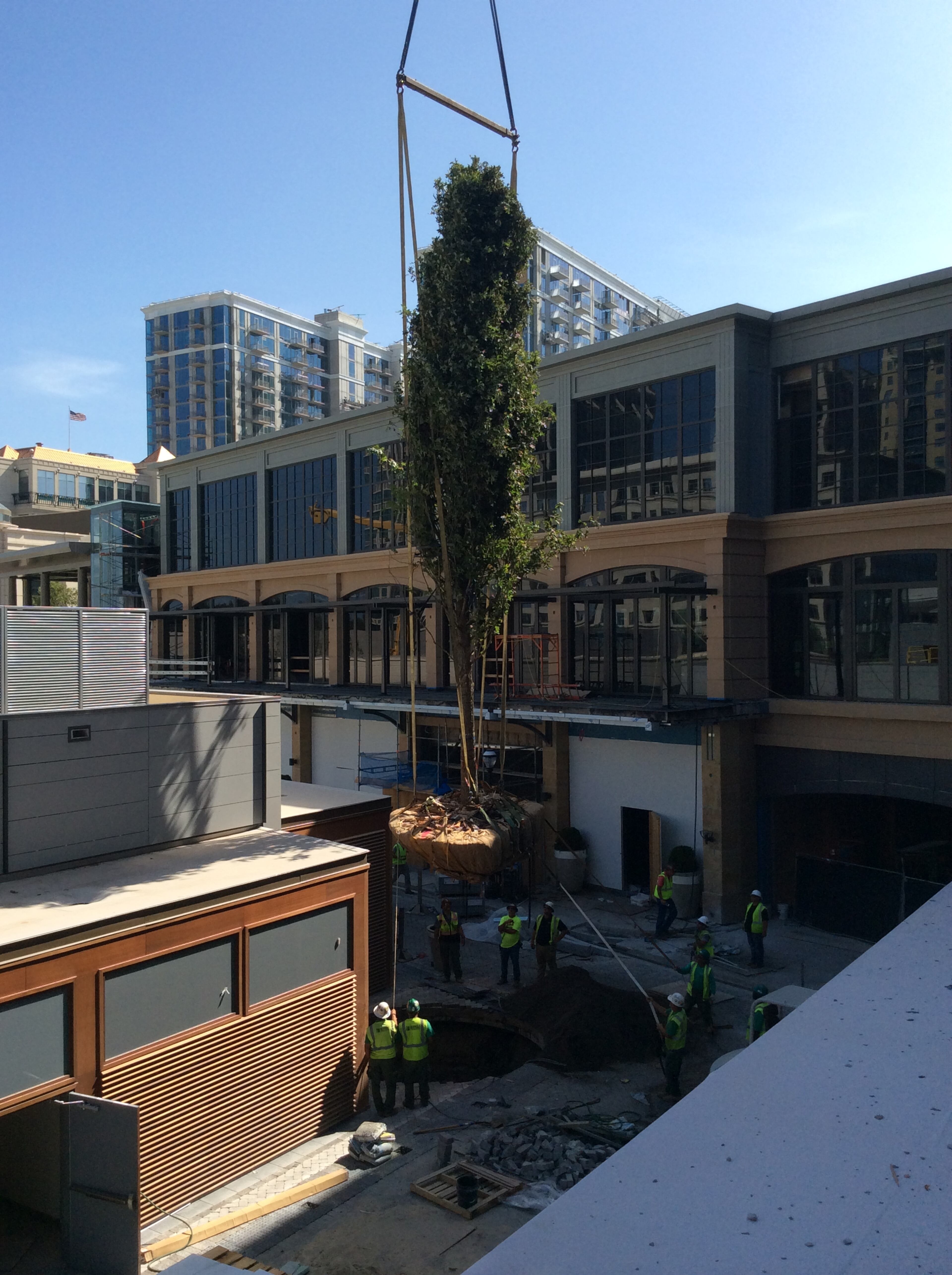 The oak trees' leaves will change to yellow and bronze-red in the fall.