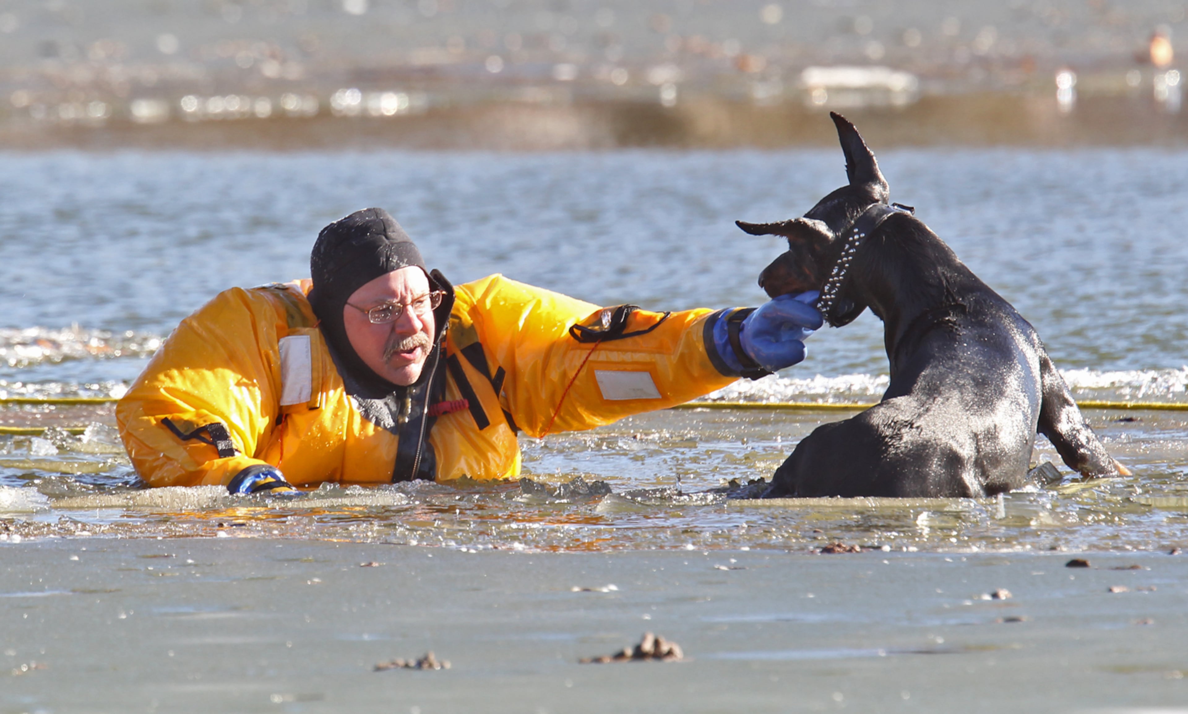 St. Louis firefighter Stan Baynes keeps a Doberman Pinscher named Diablo above water while he is rescued from the lake in O'Fallon Park in St. Louis.